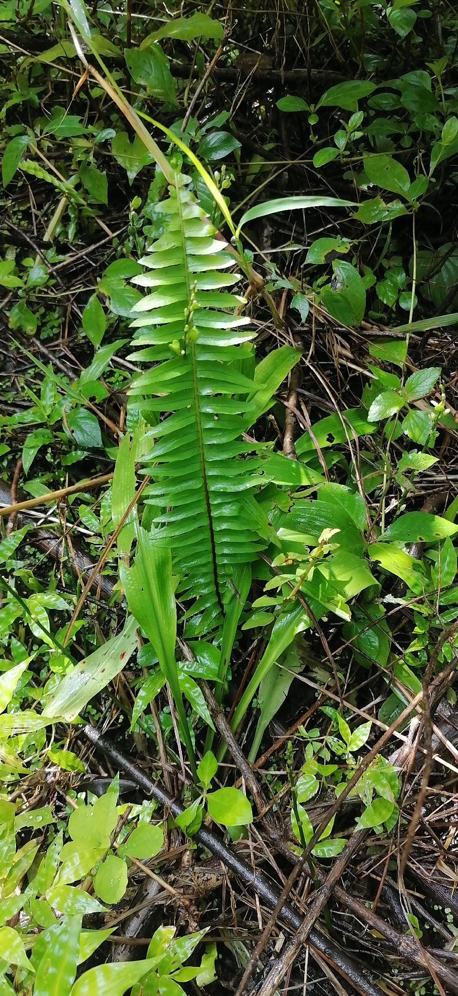 Photograph of Boston Fern