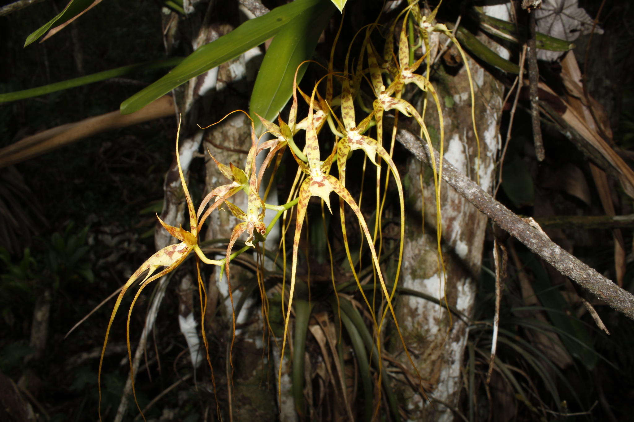 Photograph of Brassia