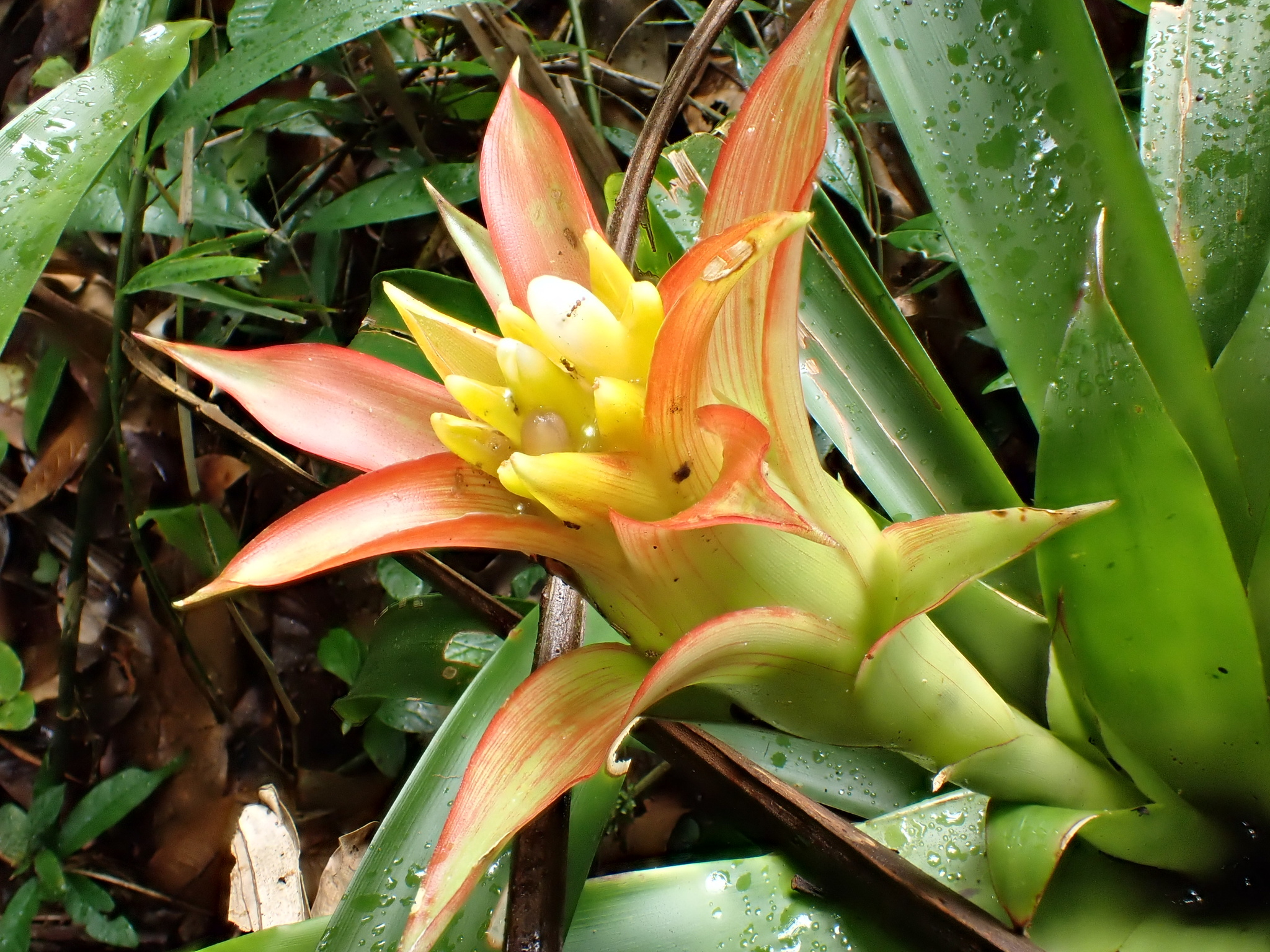 Photograph of Bromeliad