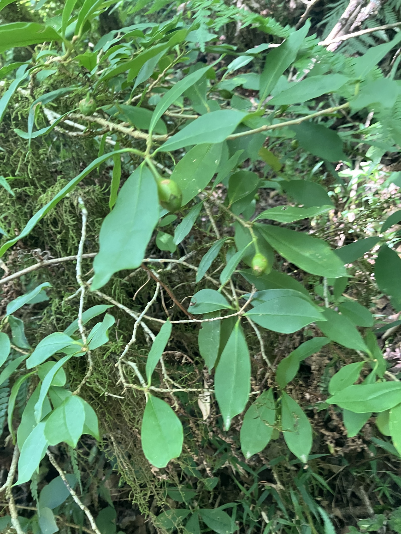 Photograph of Brunfelsia