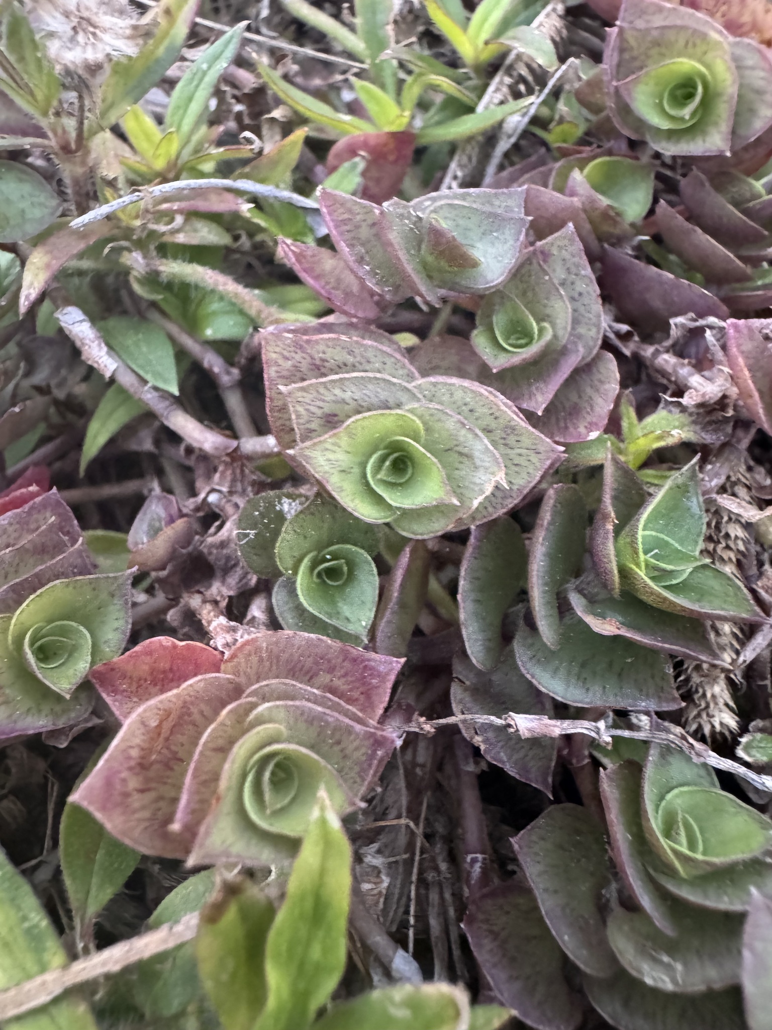 Photograph of Callisia