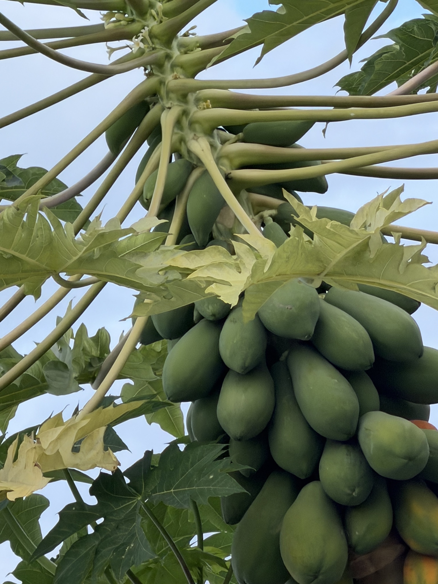 Photograph of Papaya