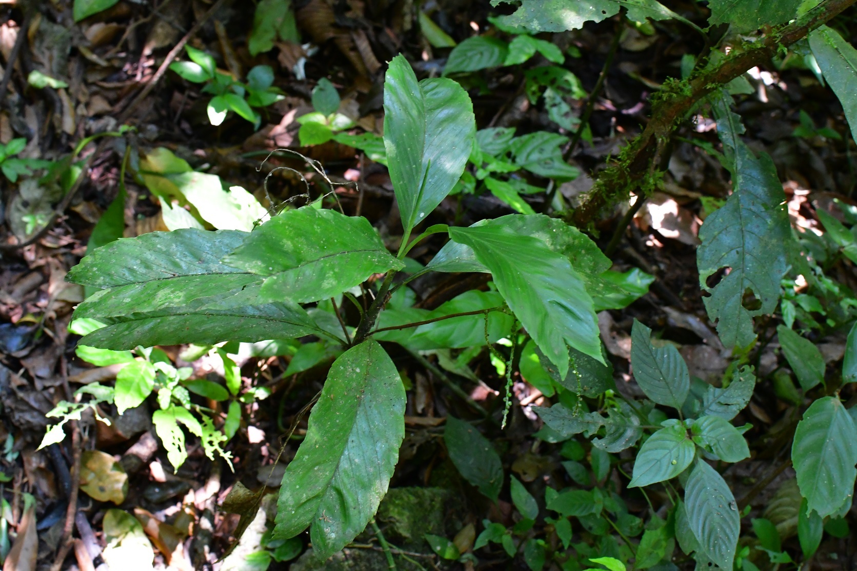 Photograph of Parlour Palm