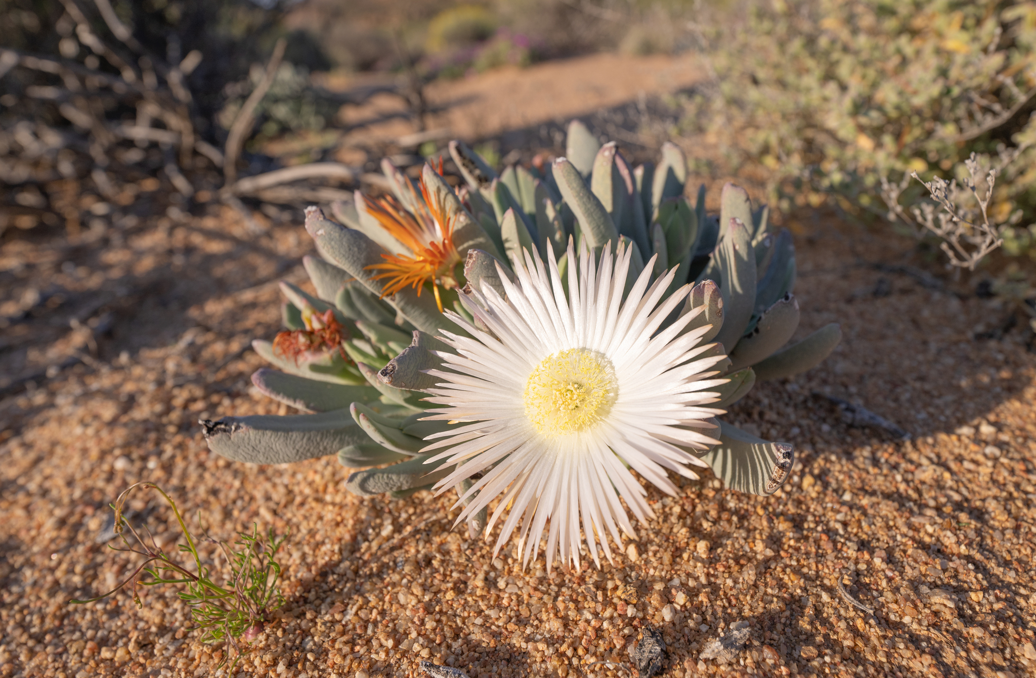 Photograph of Cheiridopsis