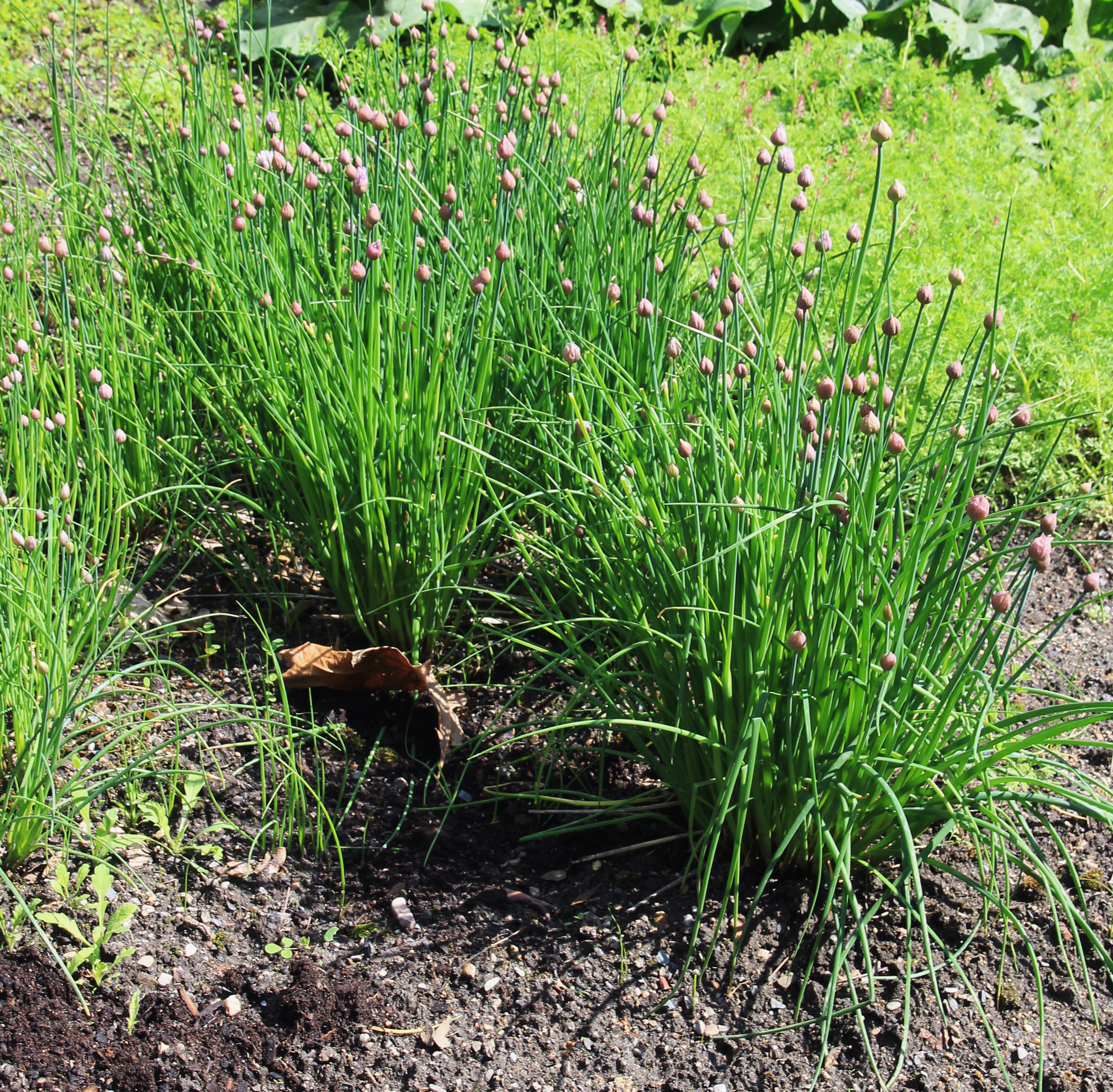 Photograph of Chives (Indoor)