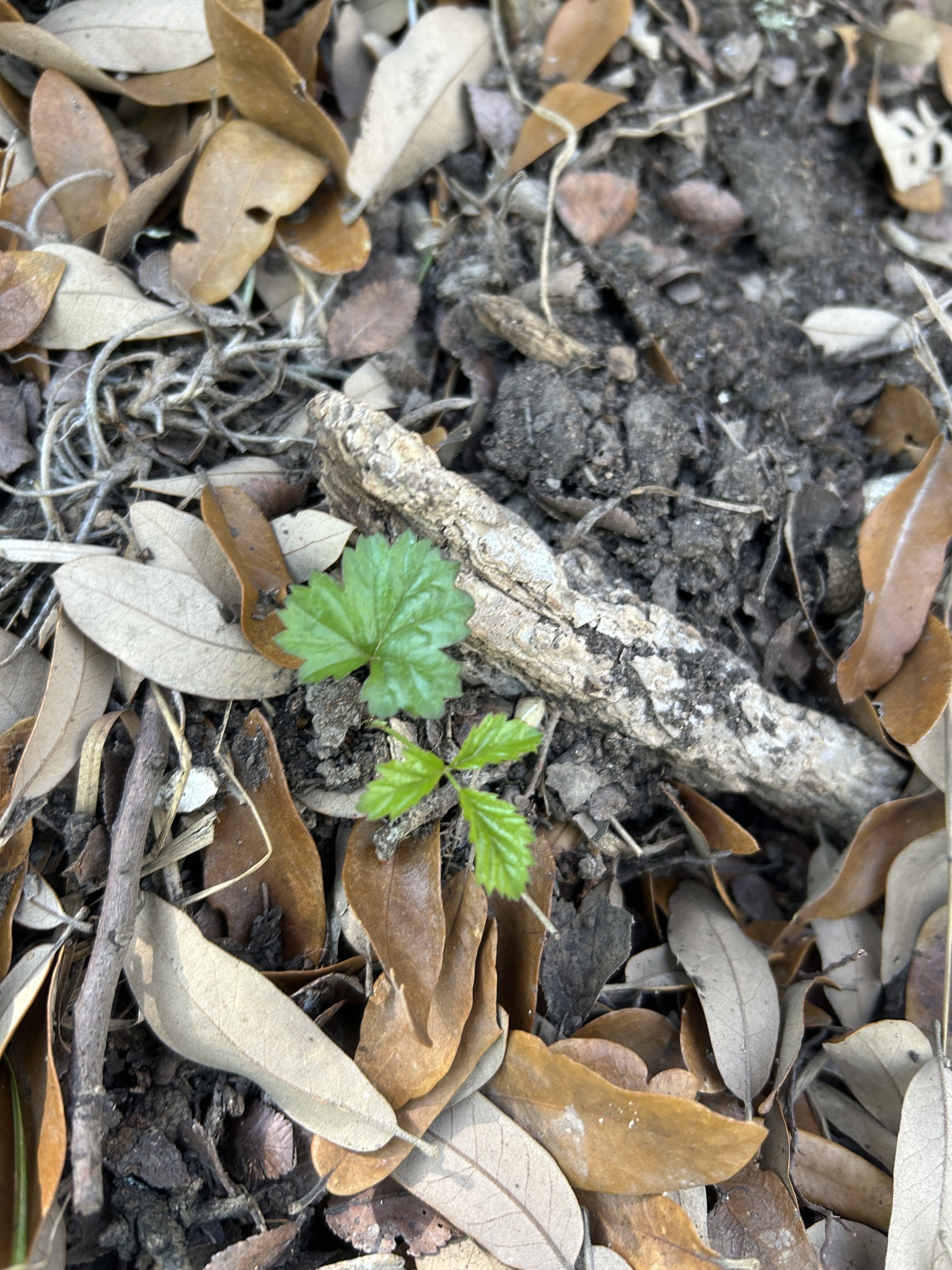 Photograph of Cissus