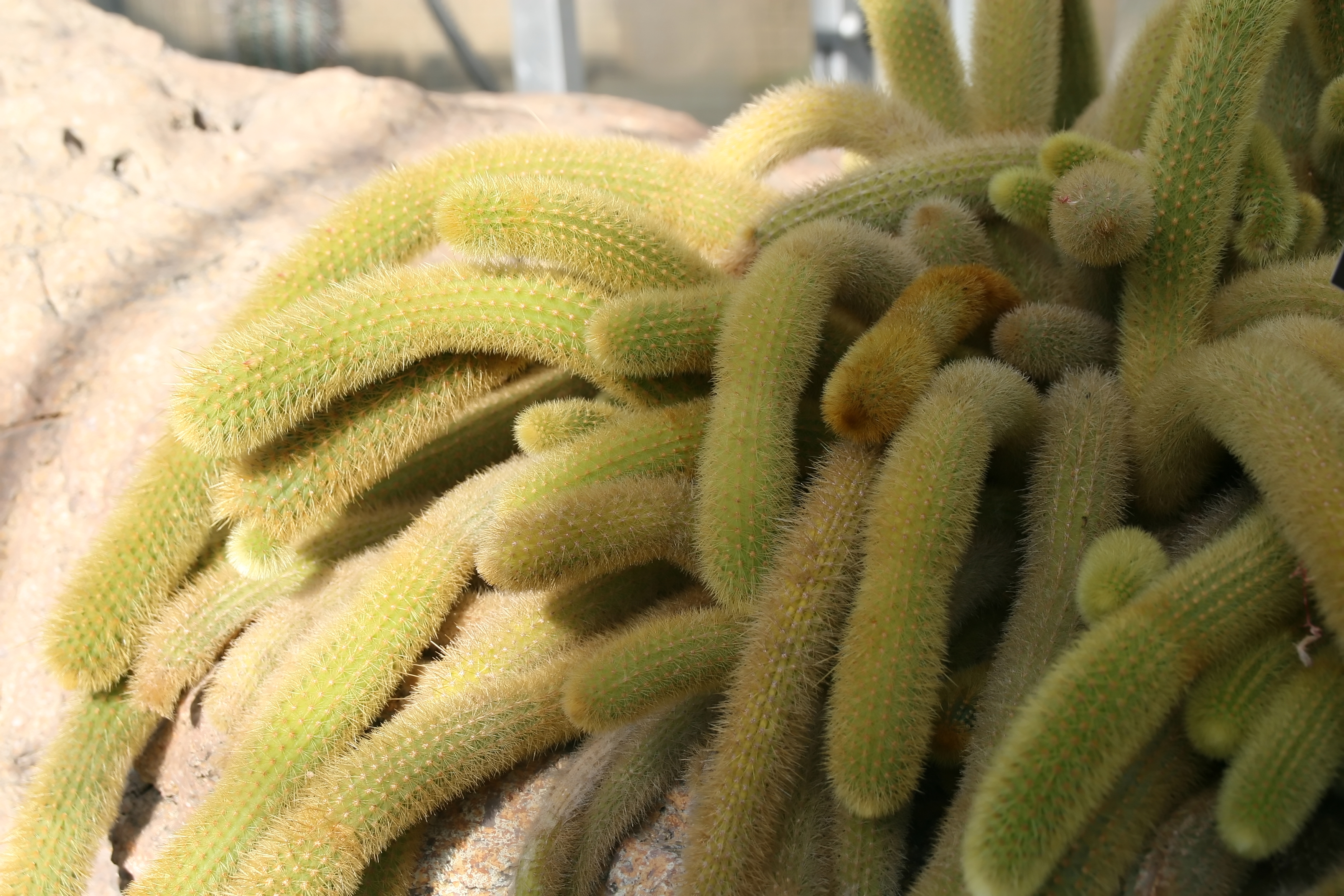 Photograph of Cleistocactus