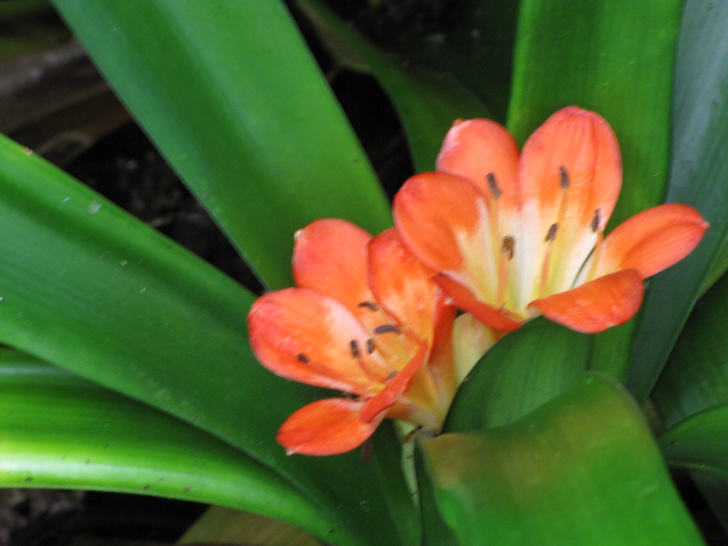 Photograph of Clivia