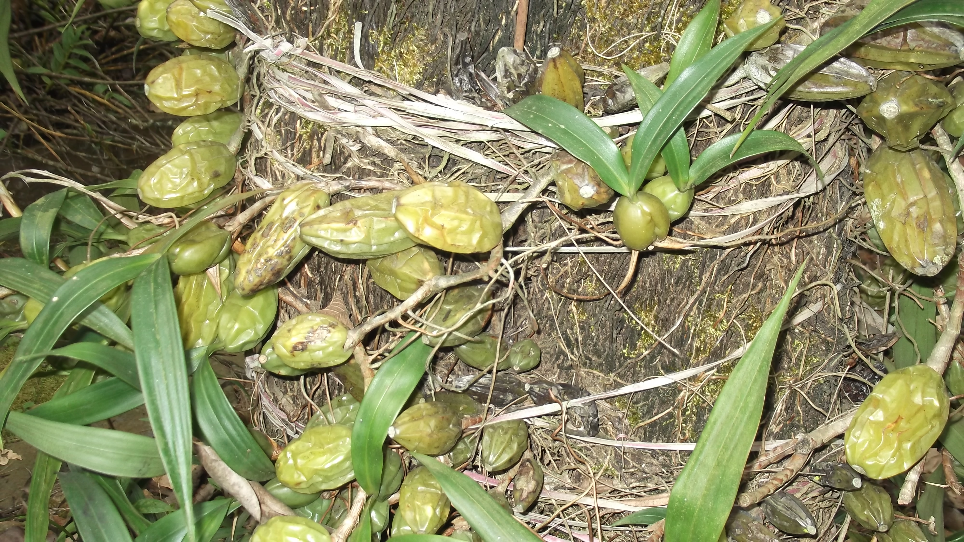 Photograph of Coelogyne