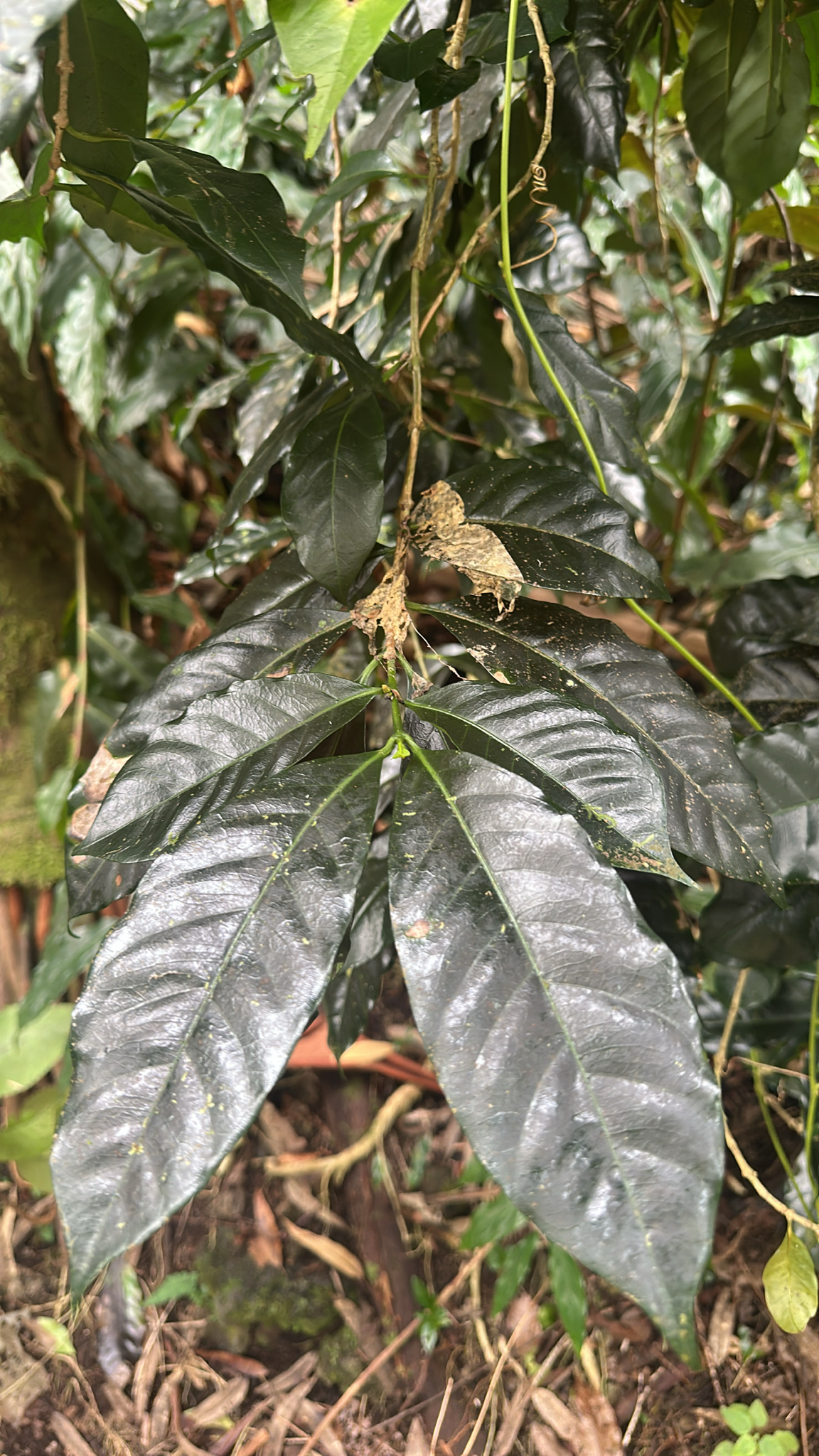 Photograph of Coffee Plant