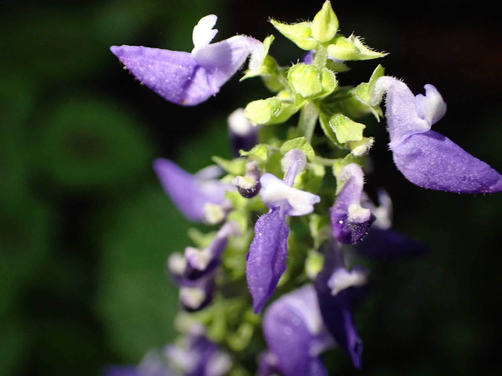 Photograph of Coleus