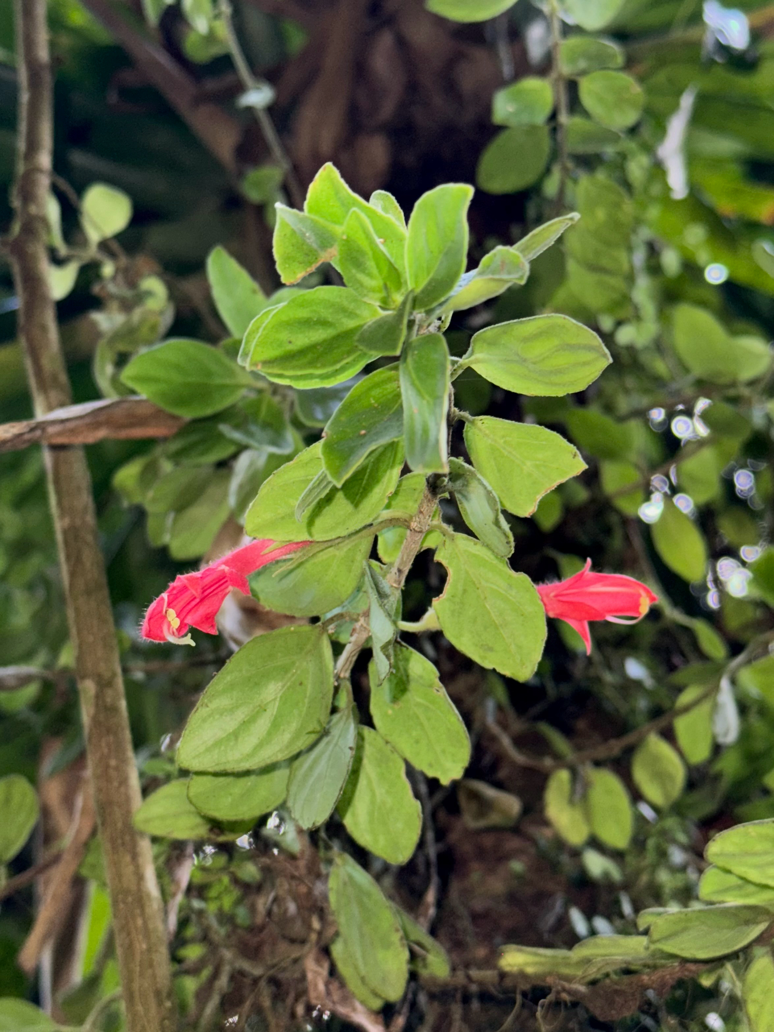 Photograph of Goldfish Plant (Columnea)