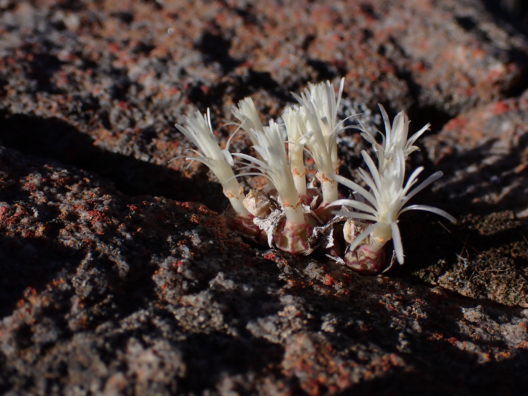 Photograph of Conophytum