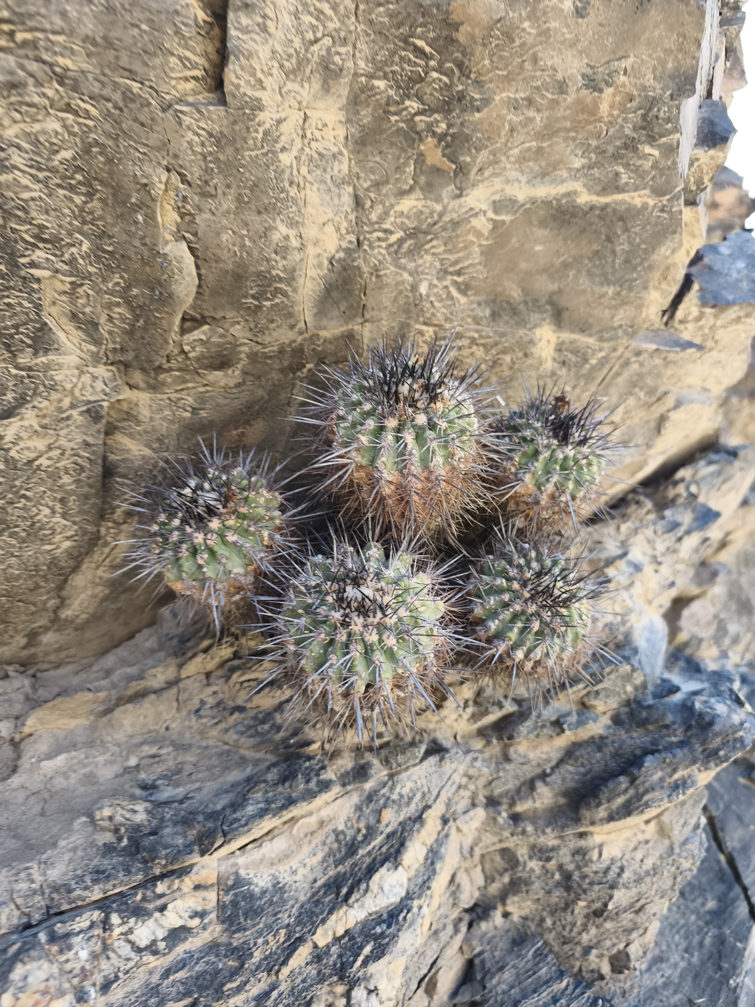Photograph of Copiapoa