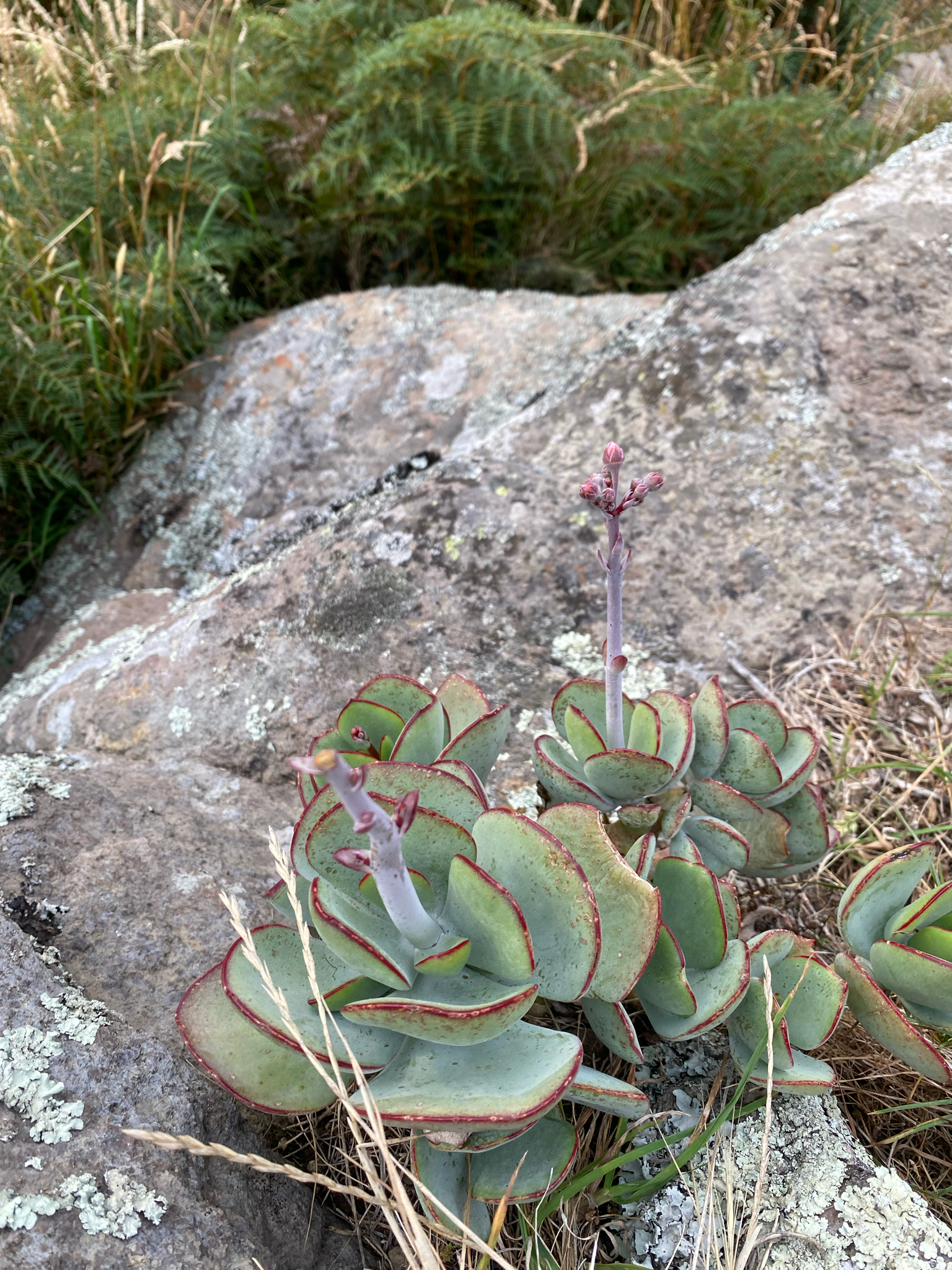 Photograph of Cotyledon