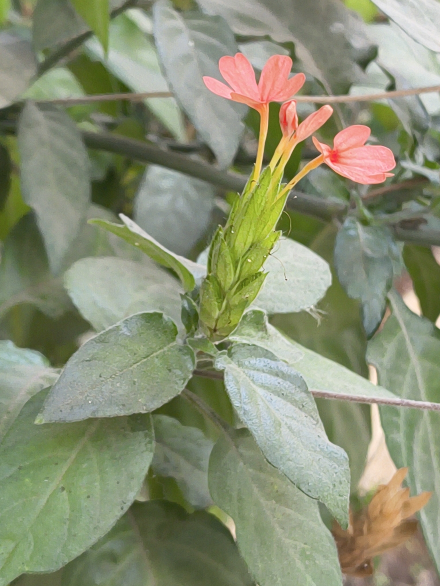 Photograph of Firecracker Flower