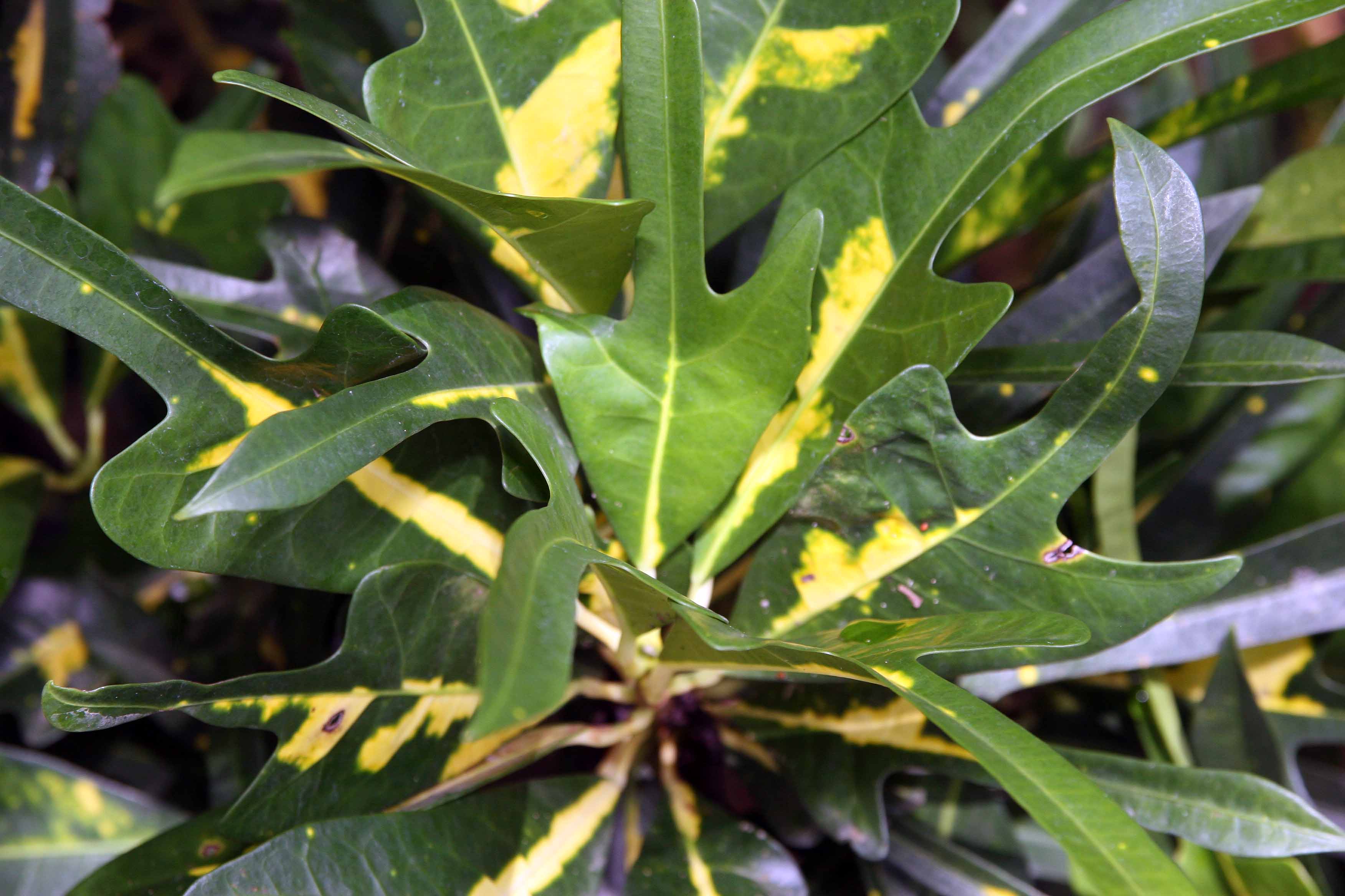 Photograph of Croton