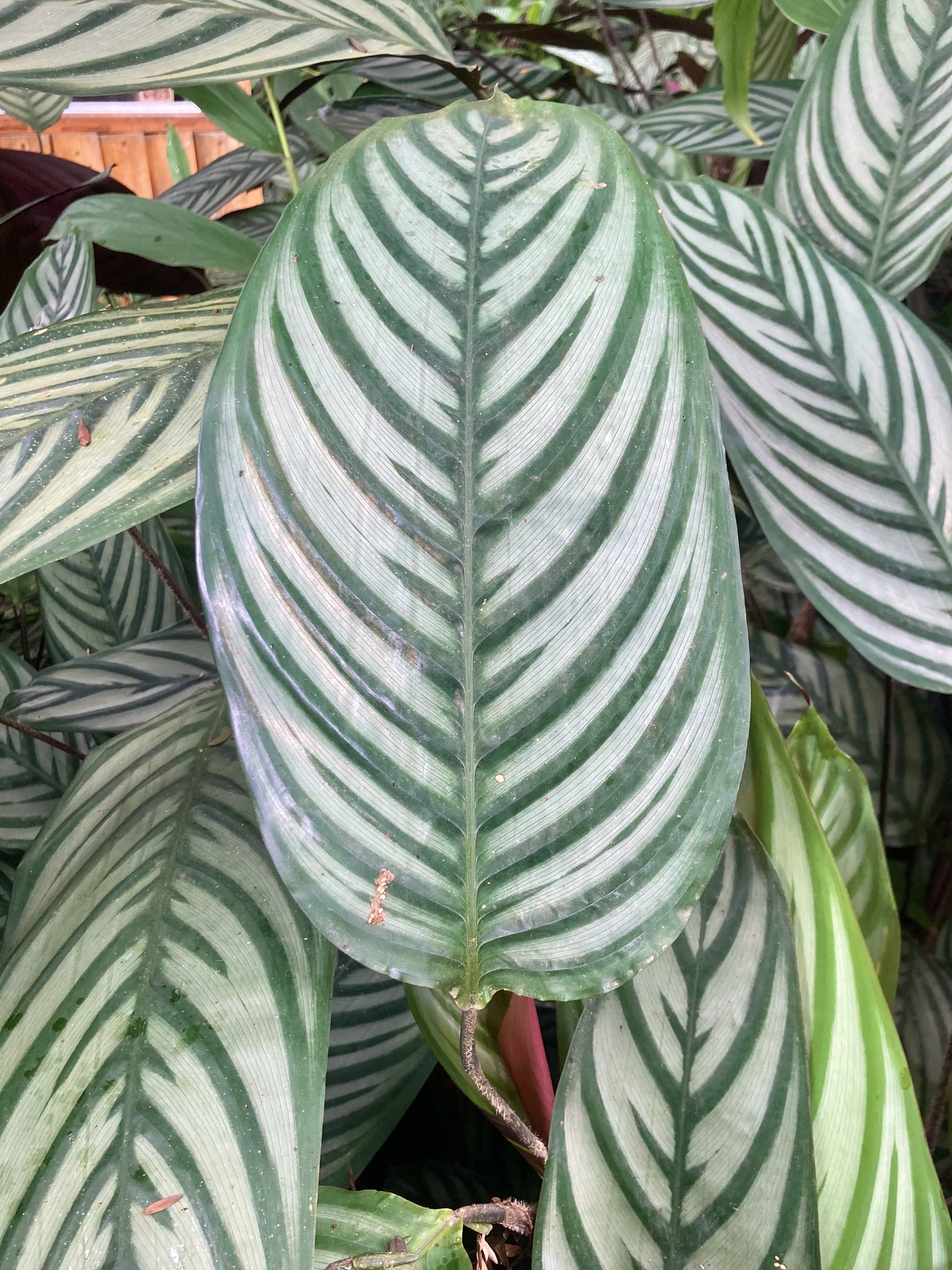Photograph of Ctenanthe