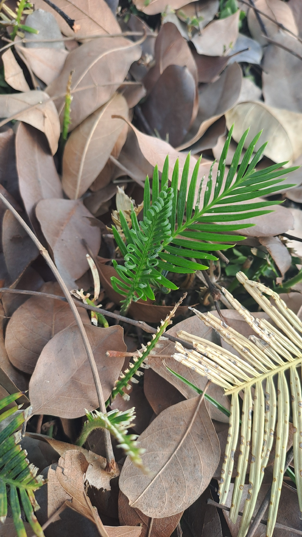 Photograph of Sago Palm