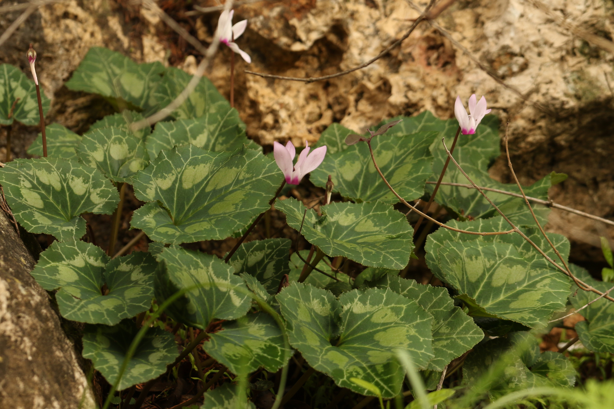 Photograph of Cyclamen (indoor)