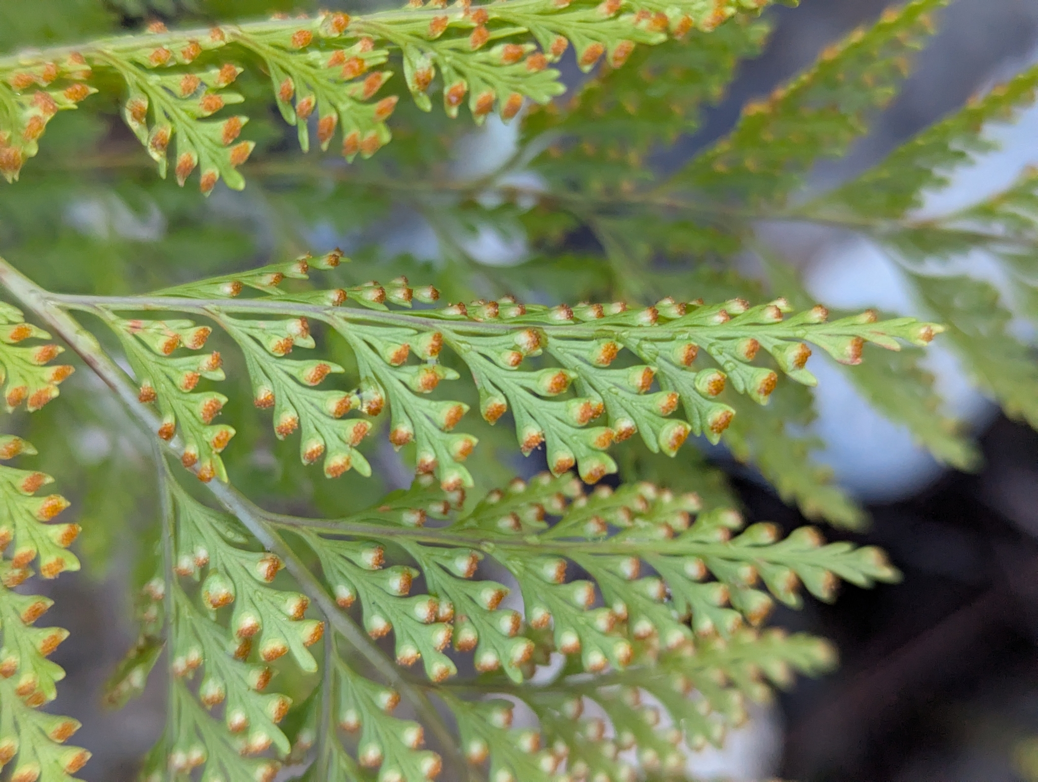 Photograph of Hare's Foot Fern