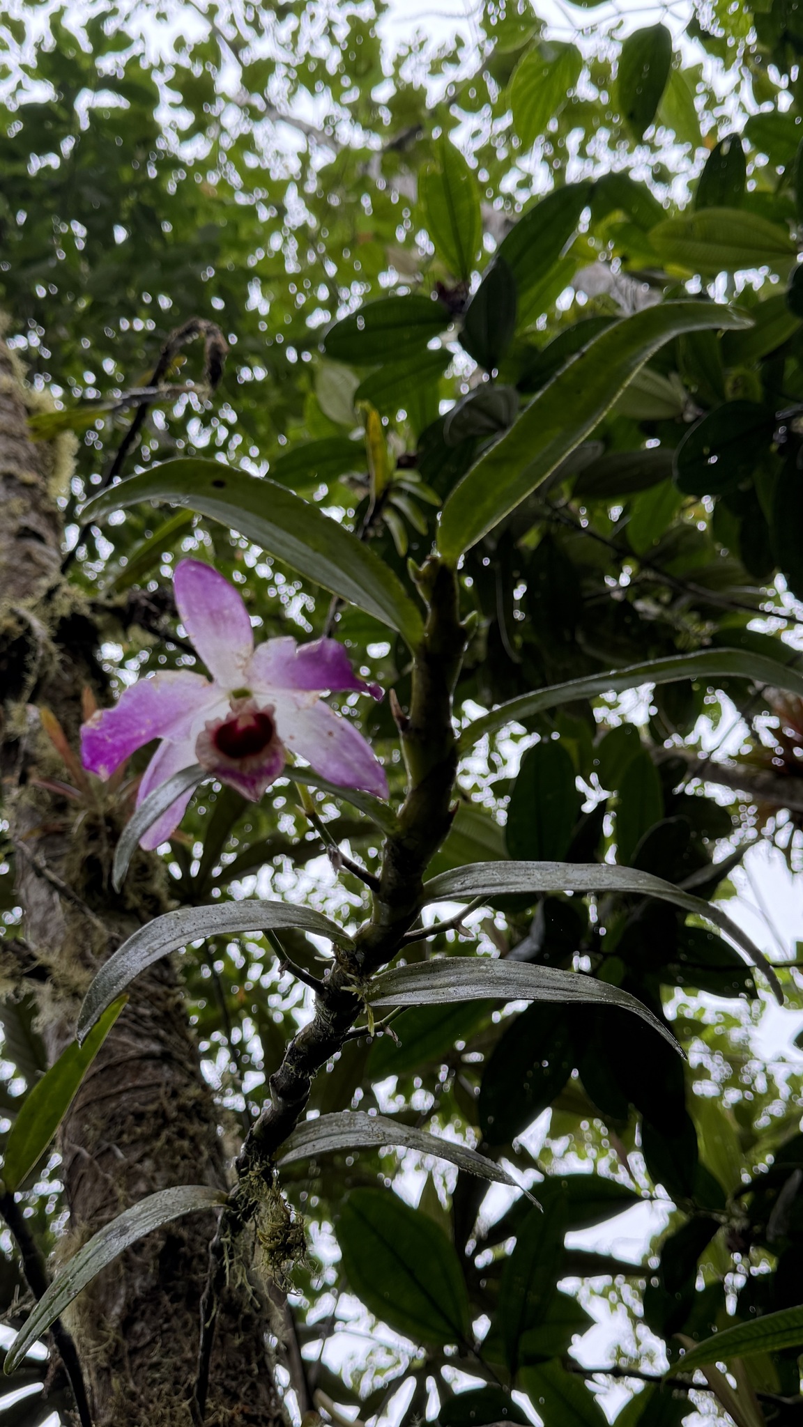 Photograph of Dendrobium