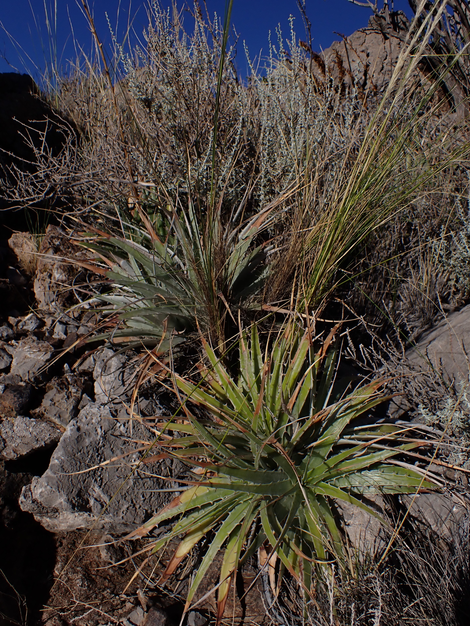 Photograph of Deuterocohnia