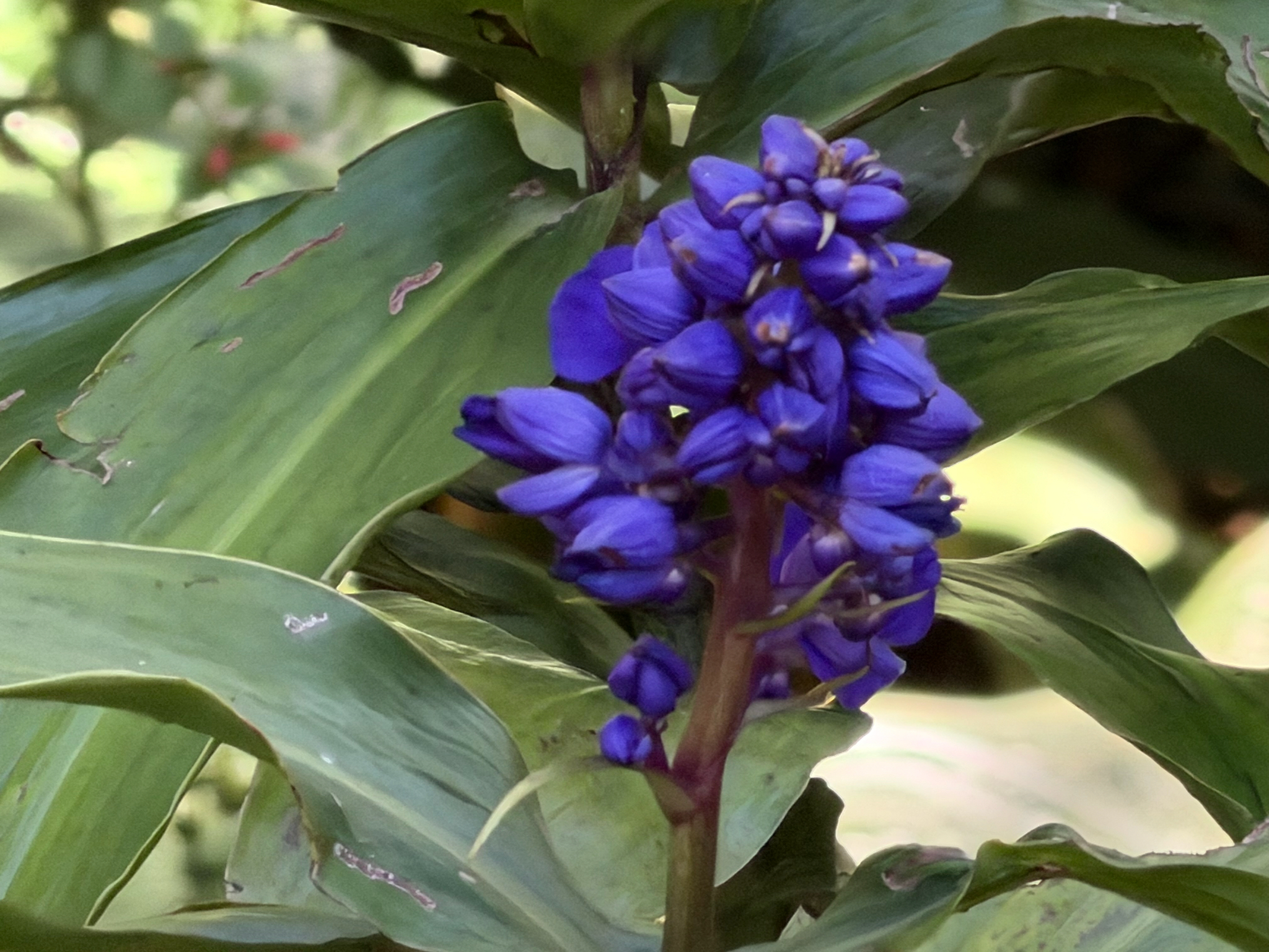 Photograph of Blue Ginger