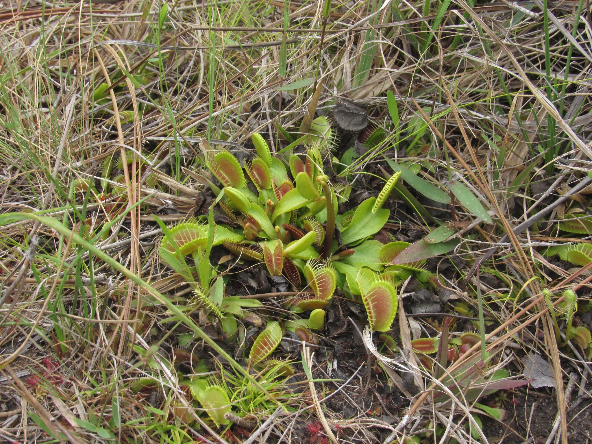 Photograph of Venus Flytrap