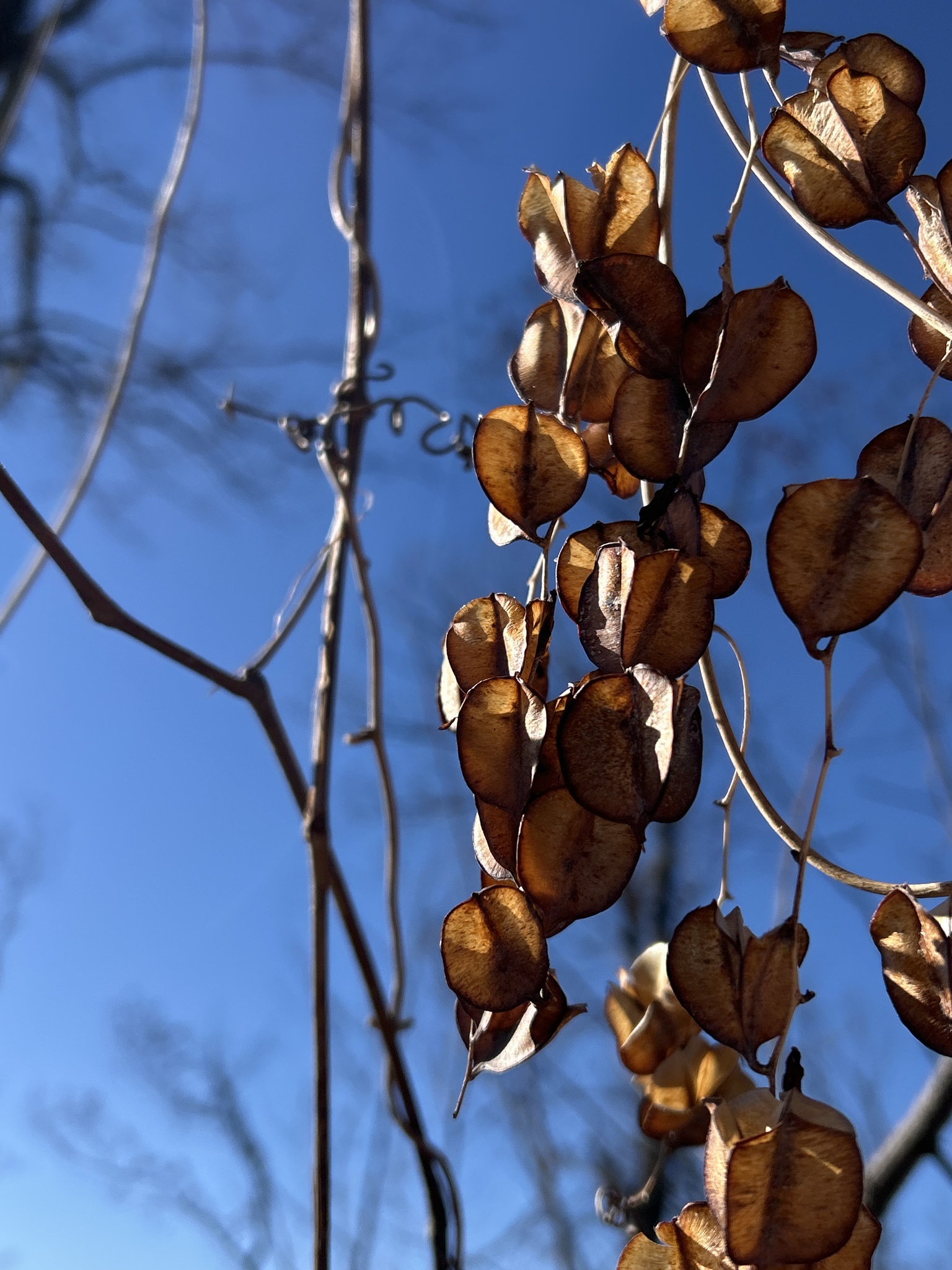 Photograph of Dioscorea