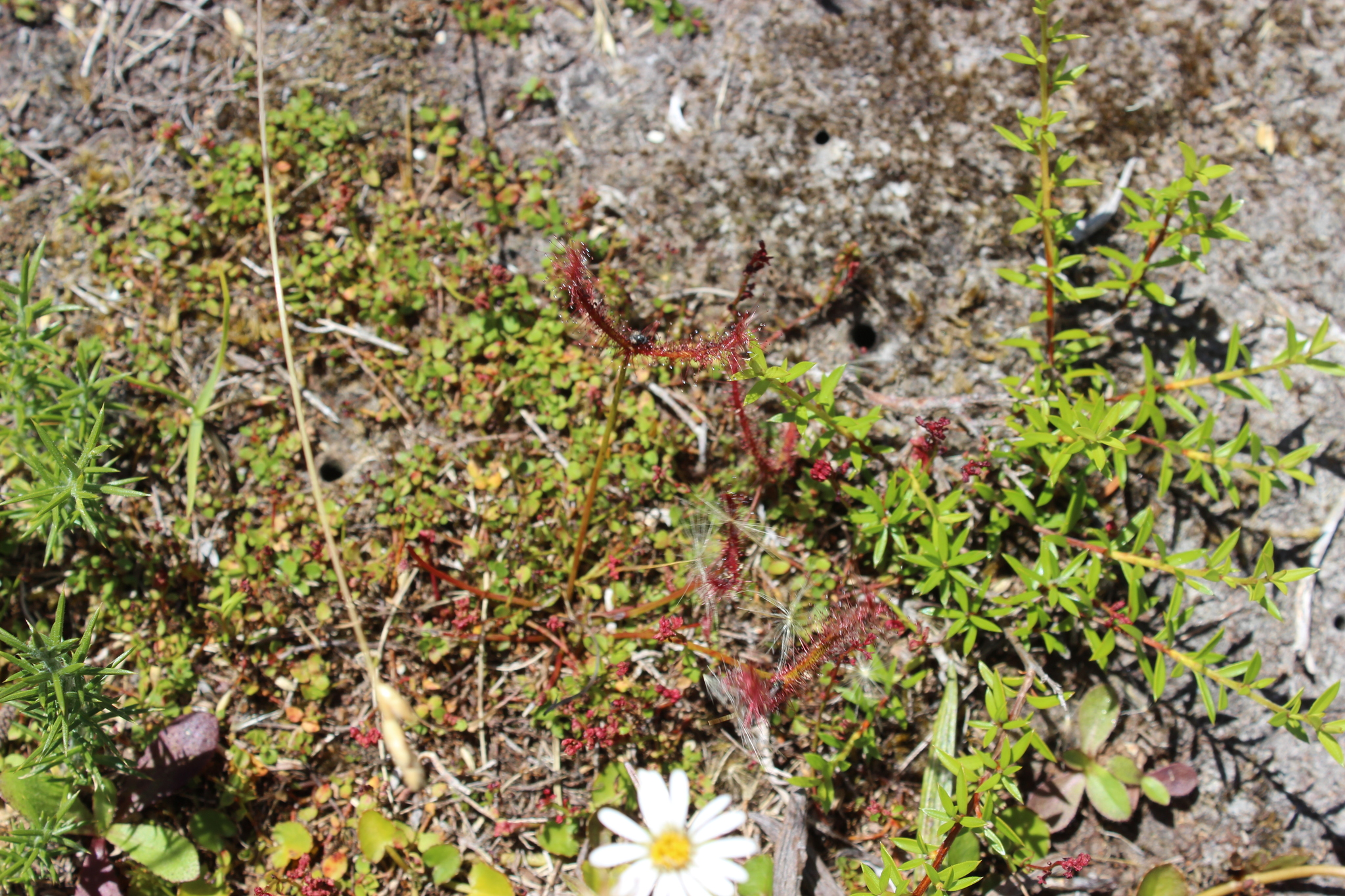 Photograph of Sundew