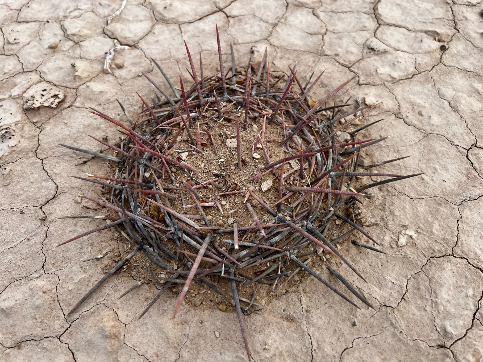 Photograph of Echinocactus
