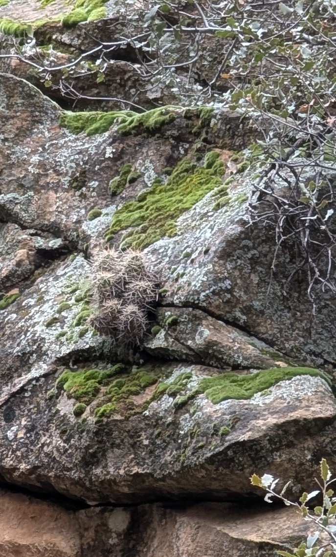 Photograph of Echinocereus