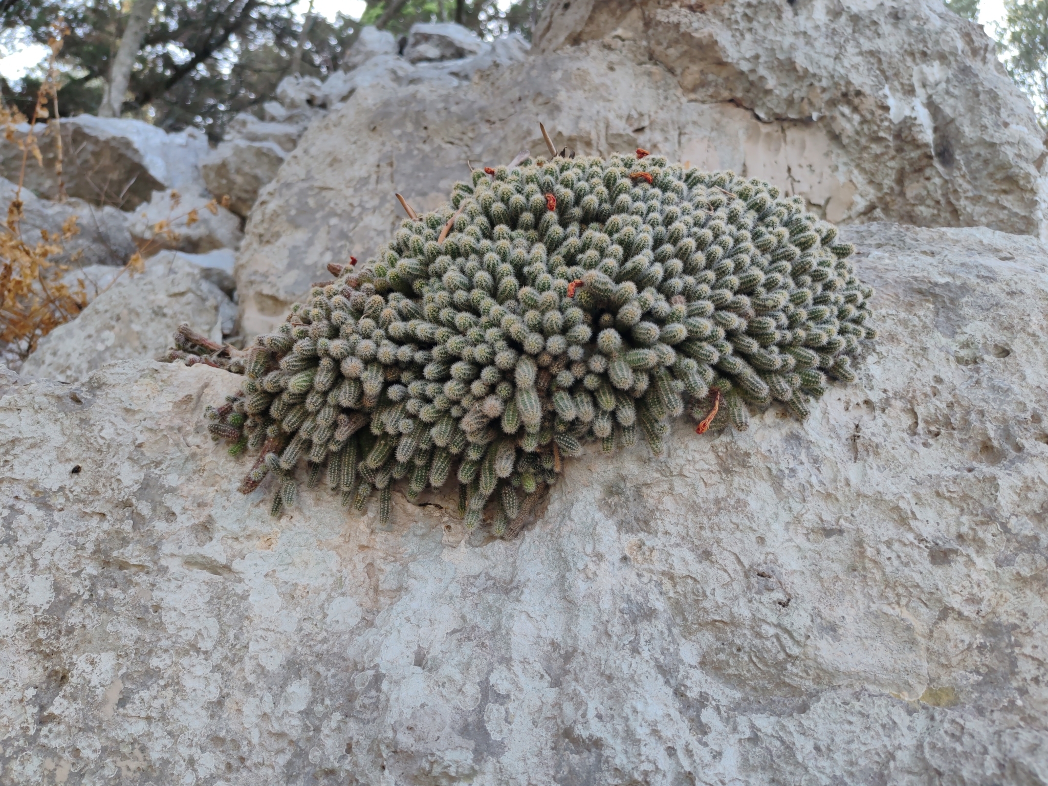 Photograph of Echinopsis