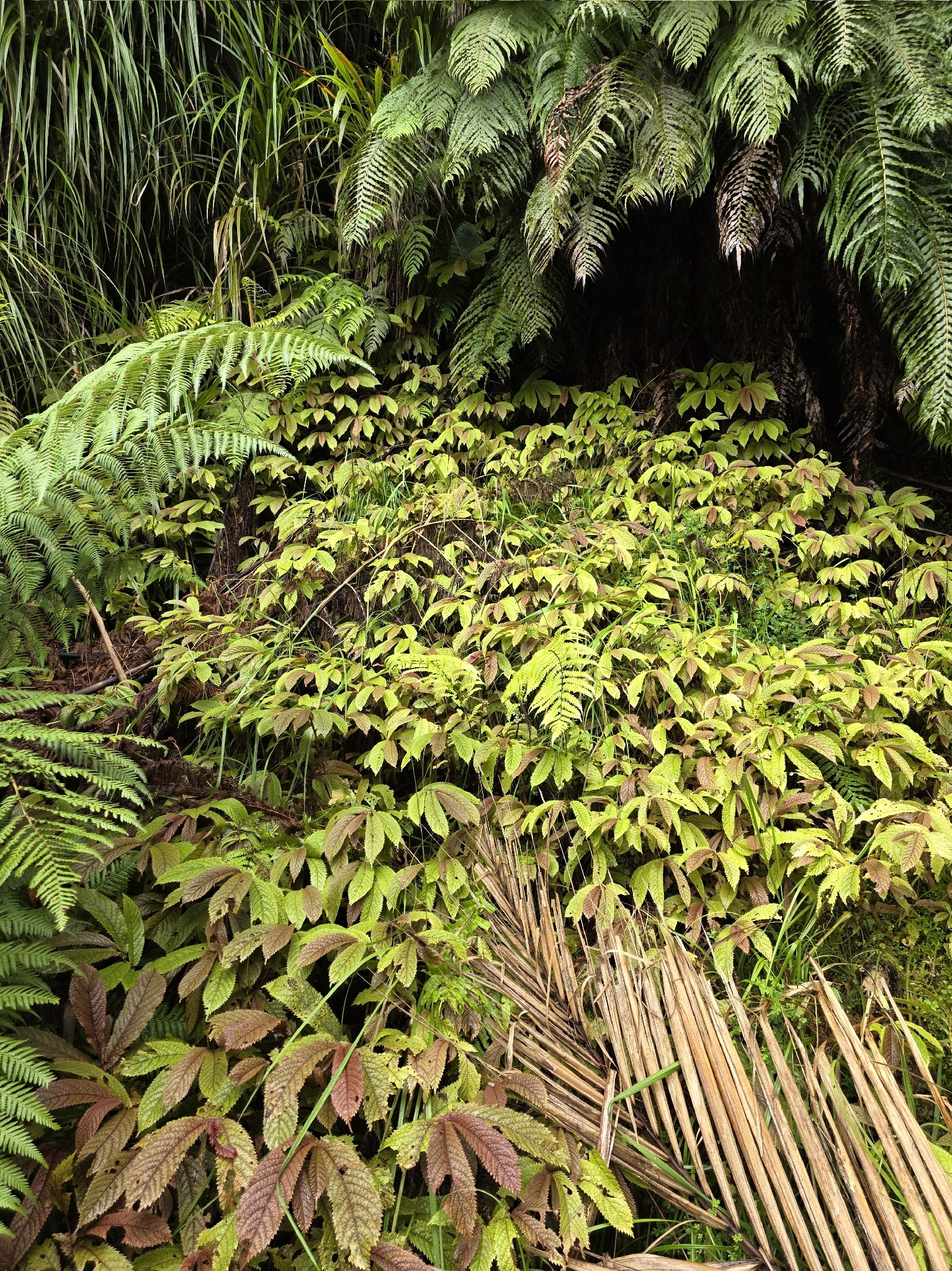Photograph of Elatostema