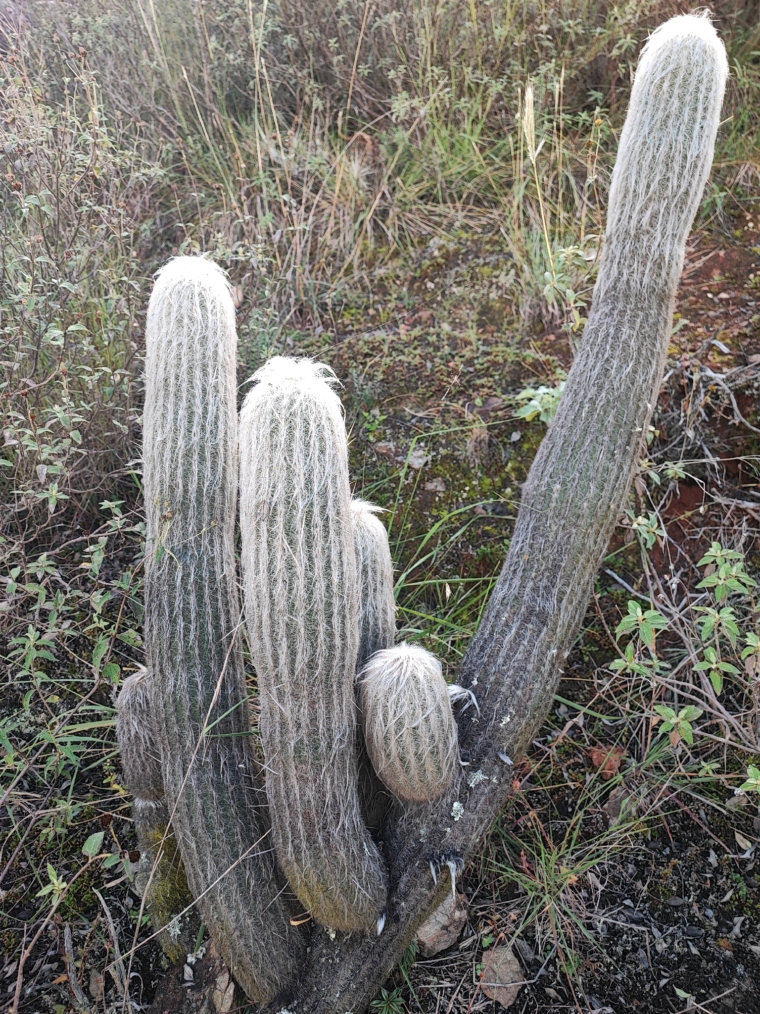 Photograph of Espostoa