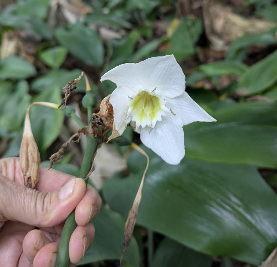 Photograph of Amazon Lily