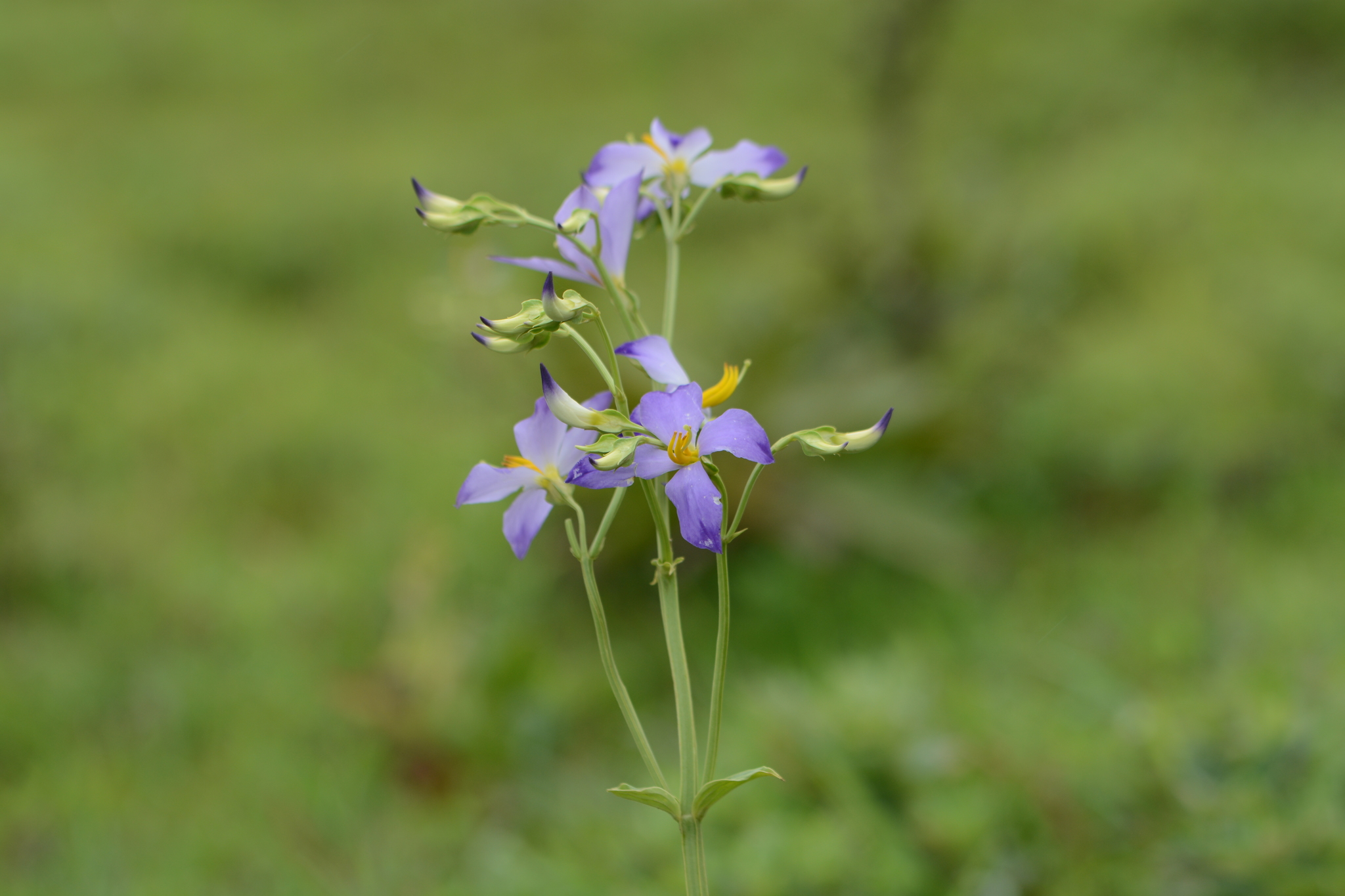 Photograph of Persian Violet