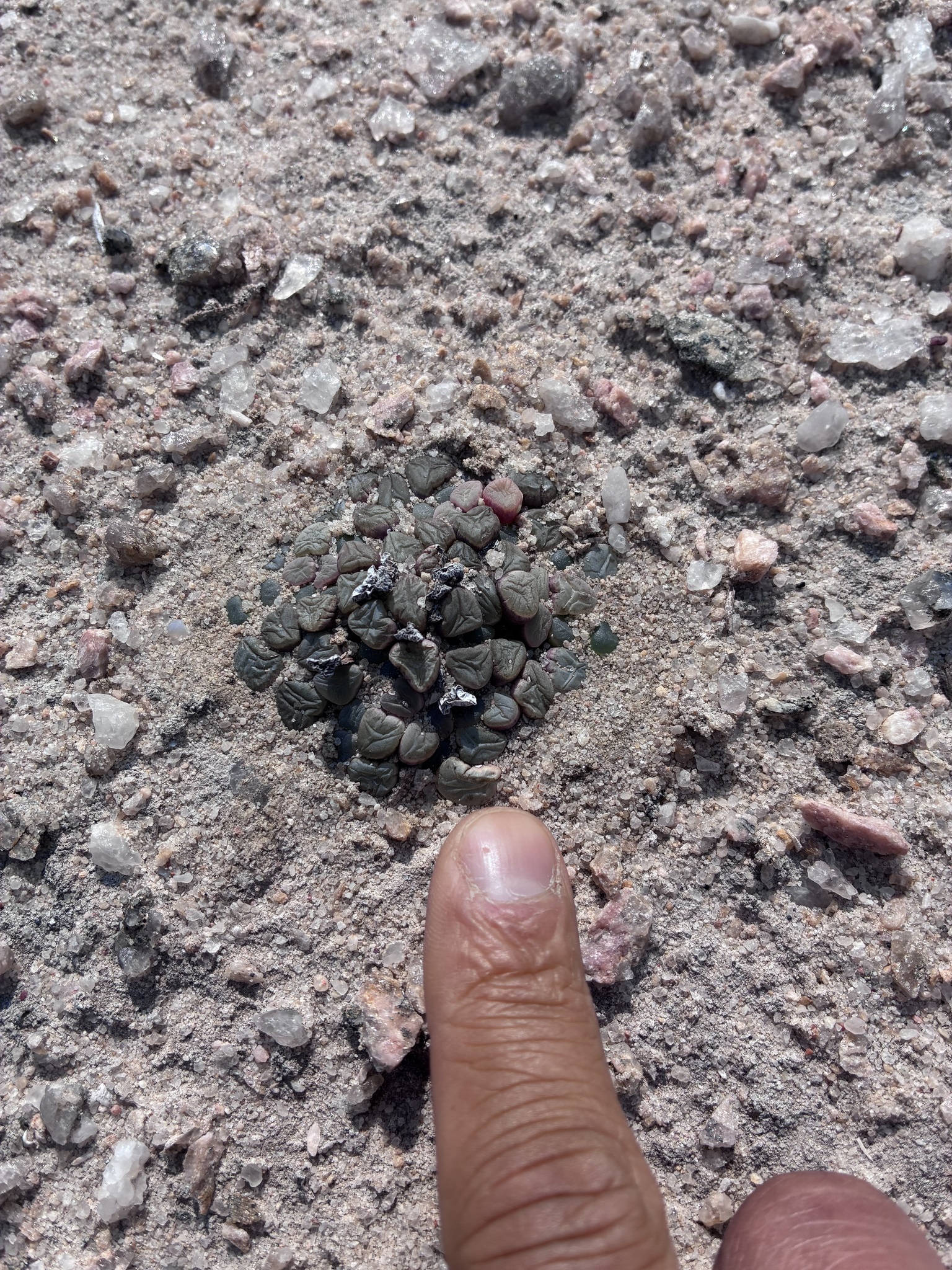 Photograph of Fenestraria