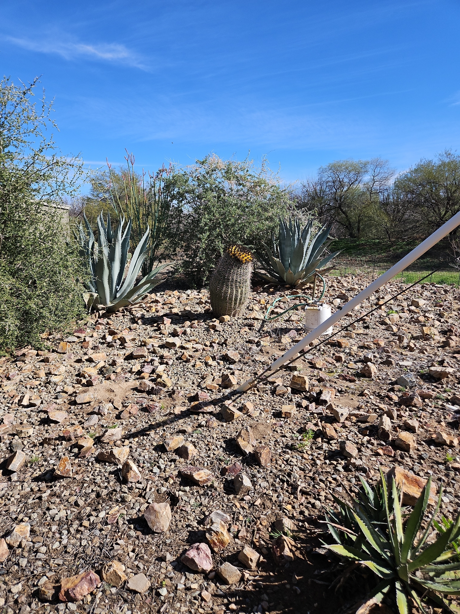 Photograph of Ferocactus