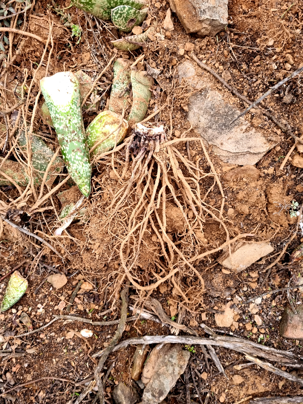 Photograph of Gasteria
