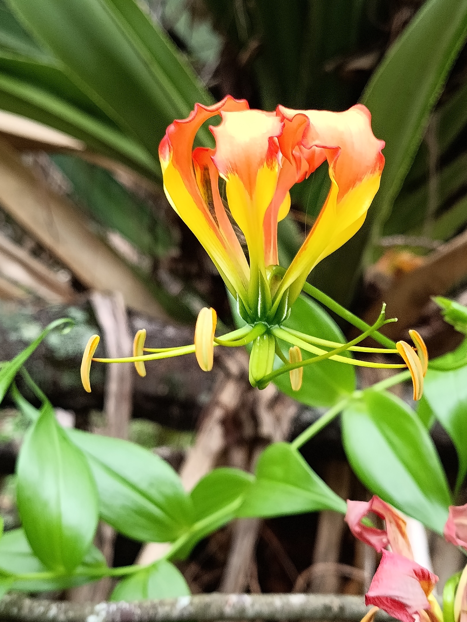 Photograph of Flame Lily