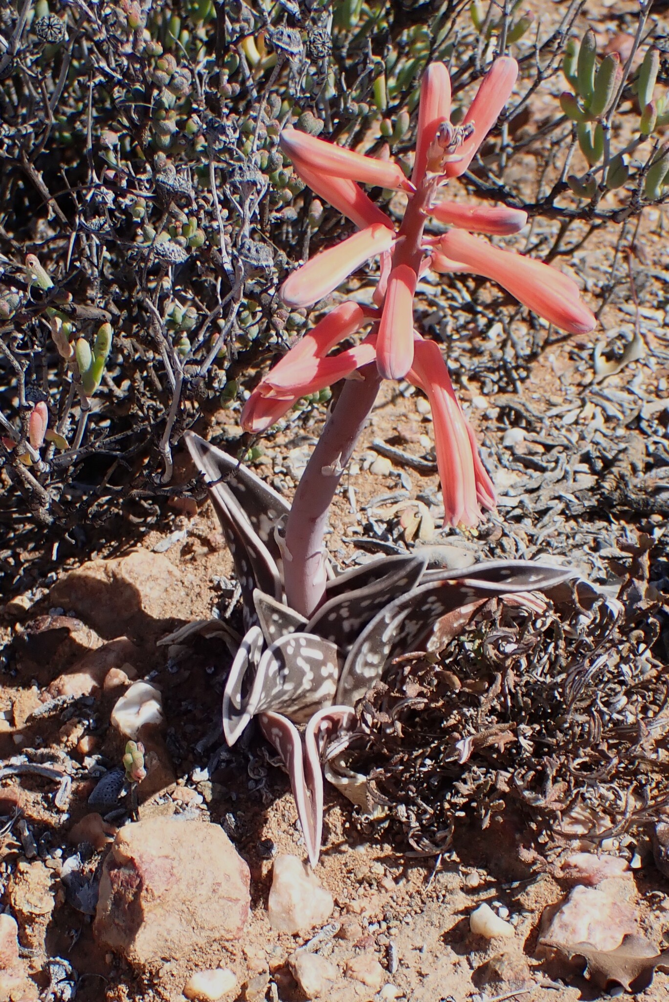 Photograph of Gonialoe