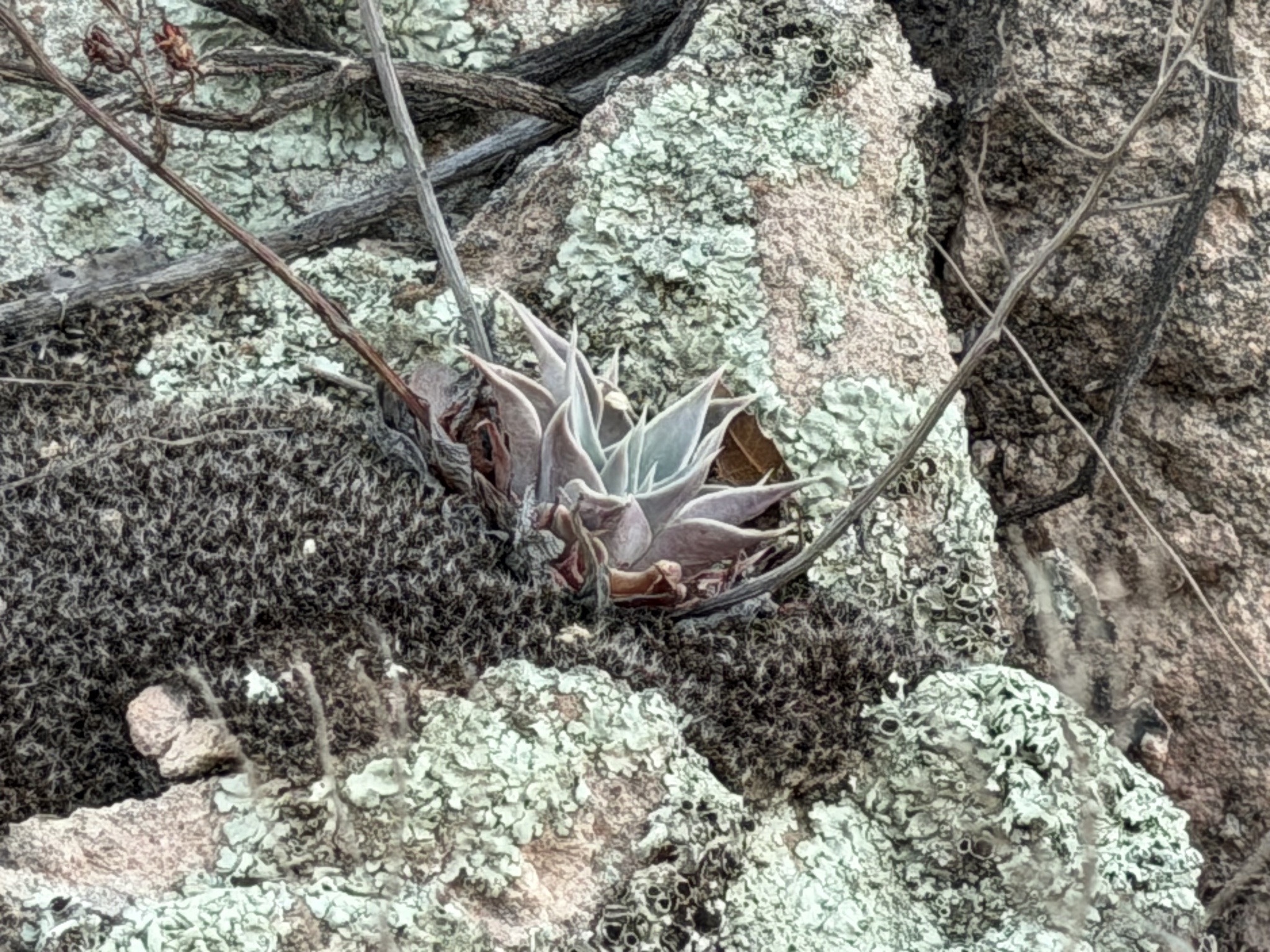 Photograph of Graptopetalum