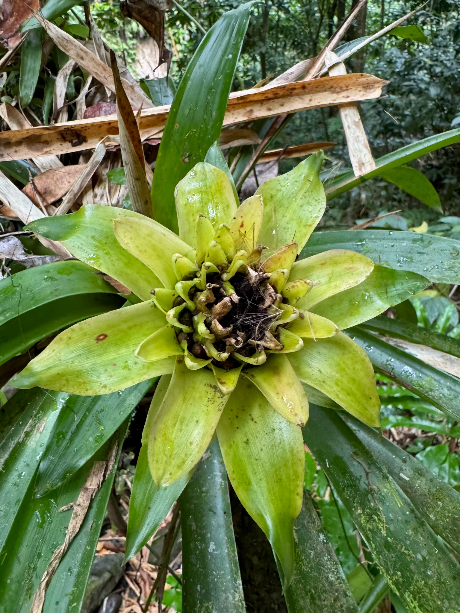 Photograph of Guzmania