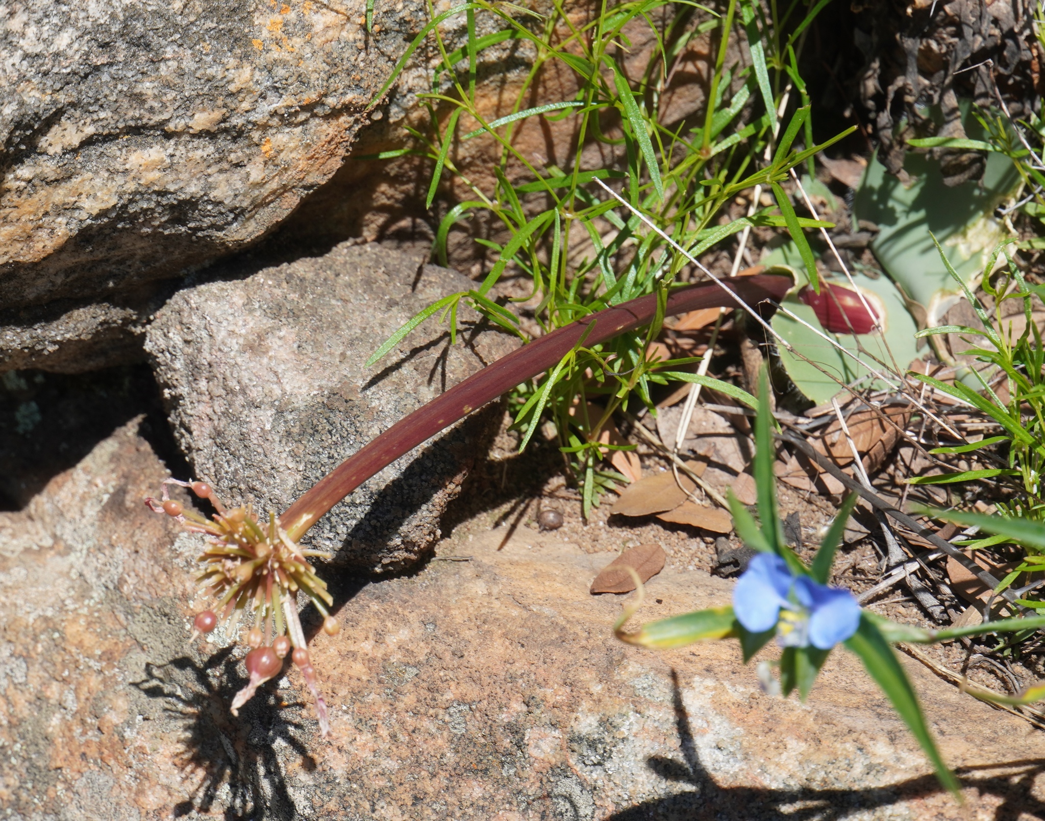 Photograph of Blood Lily (Haemanthus)