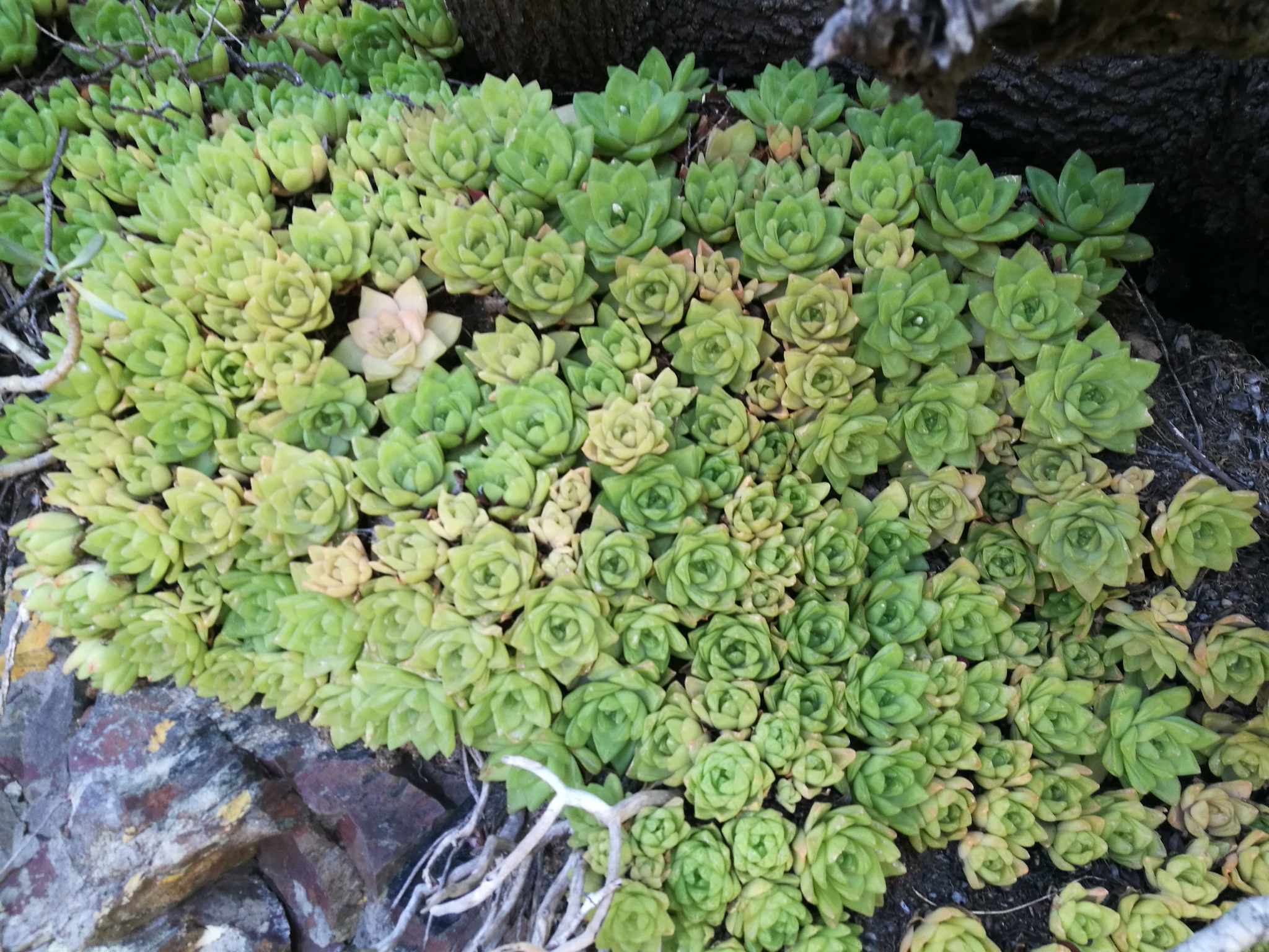 Photograph of Haworthia