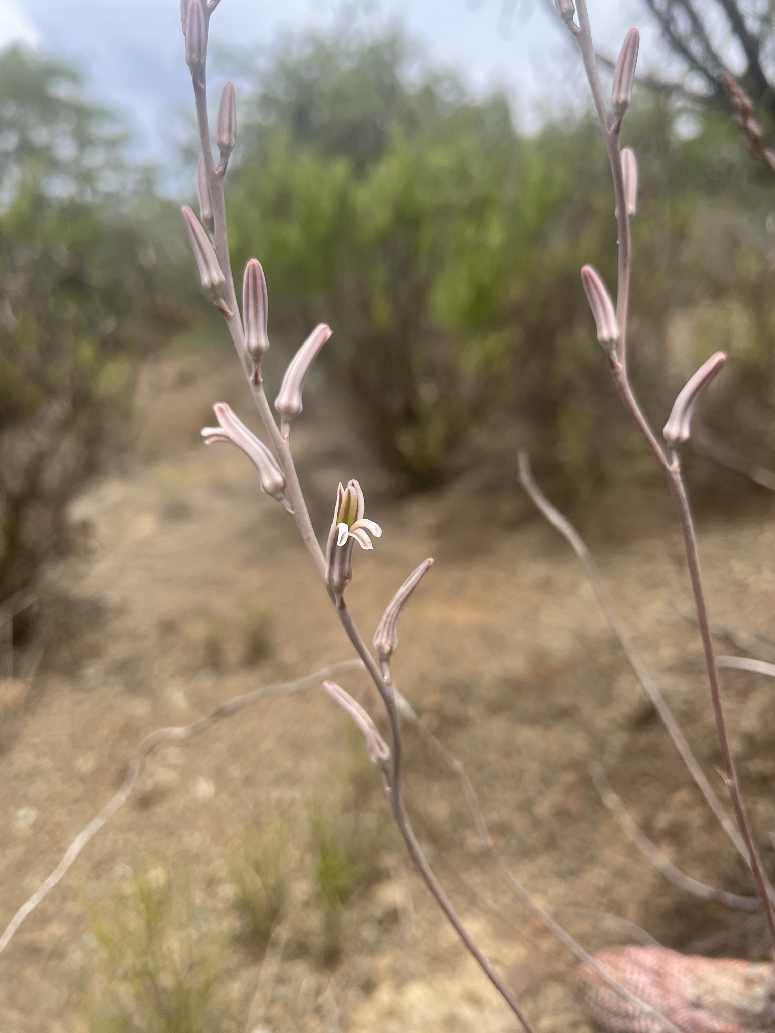 Photograph of Haworthiopsis
