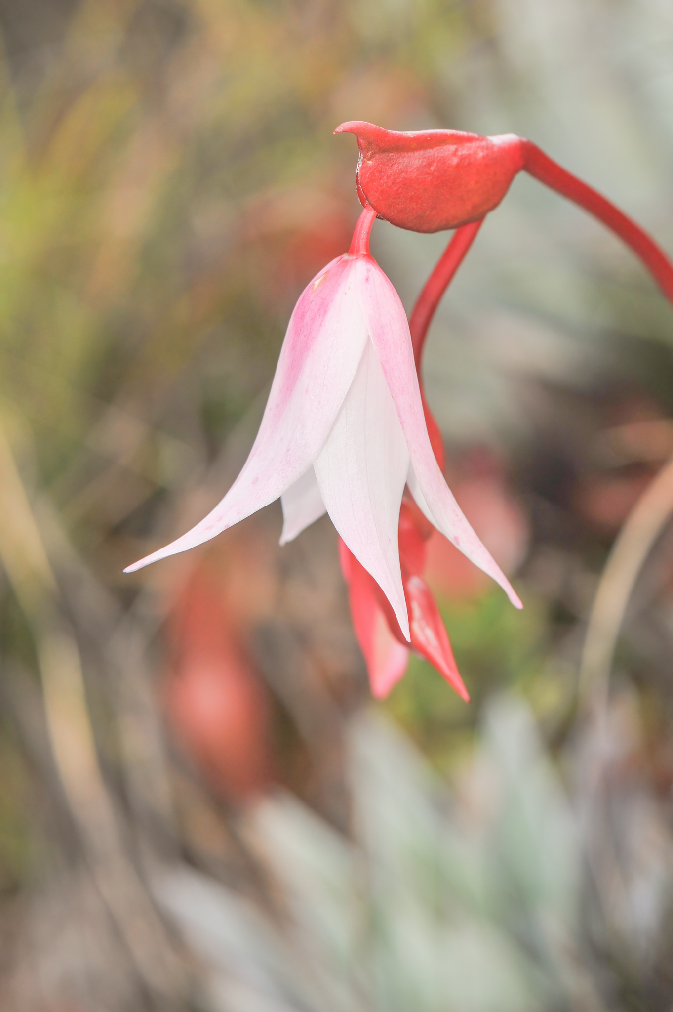 Photograph of Heliamphora
