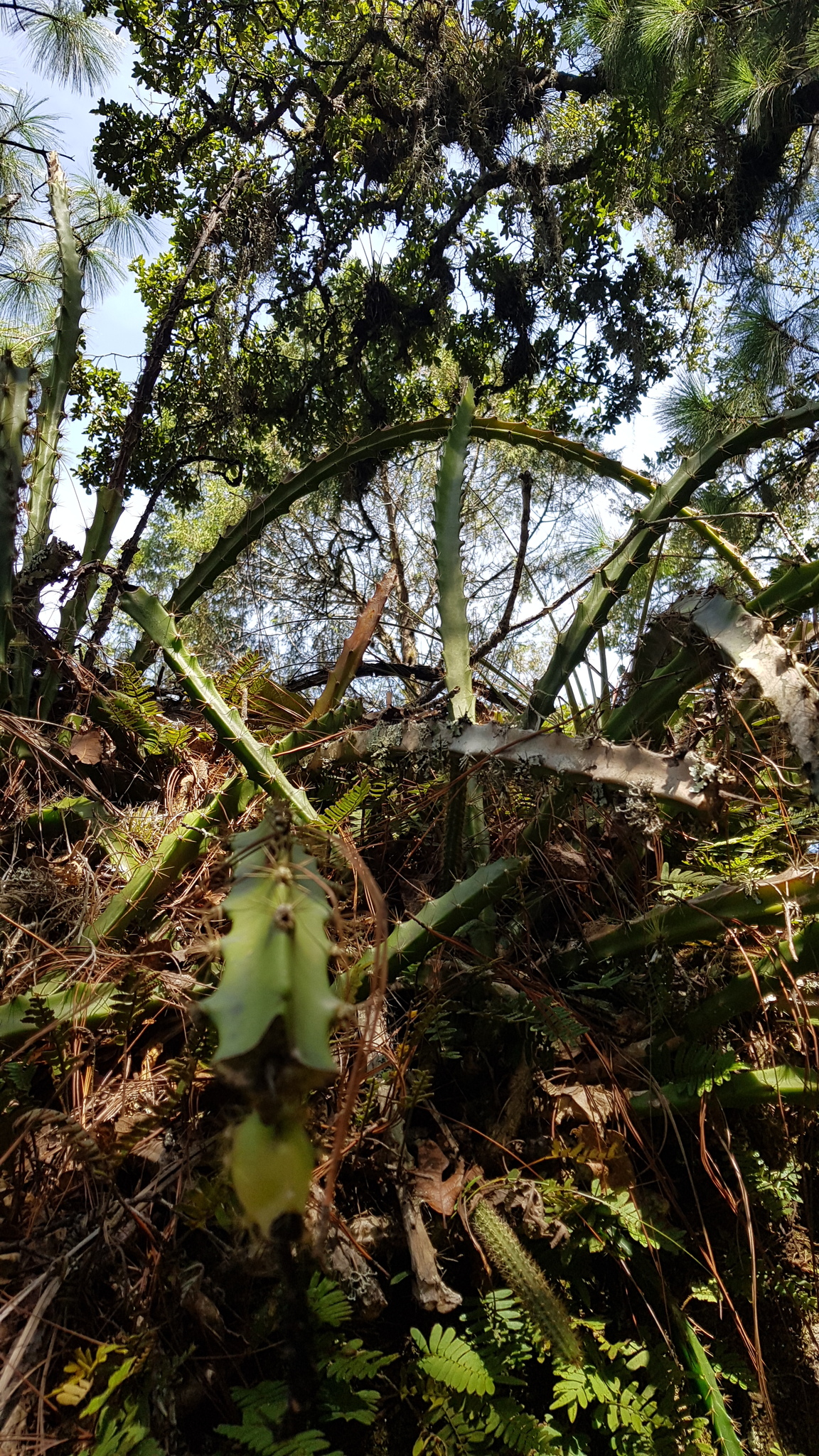 Photograph of Heliocereus